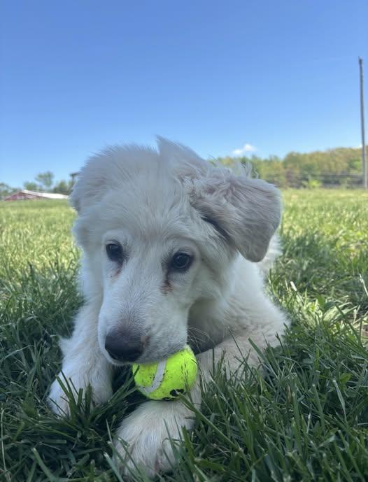 Penelope, adopted, Puppy Female Great Pyrenees.