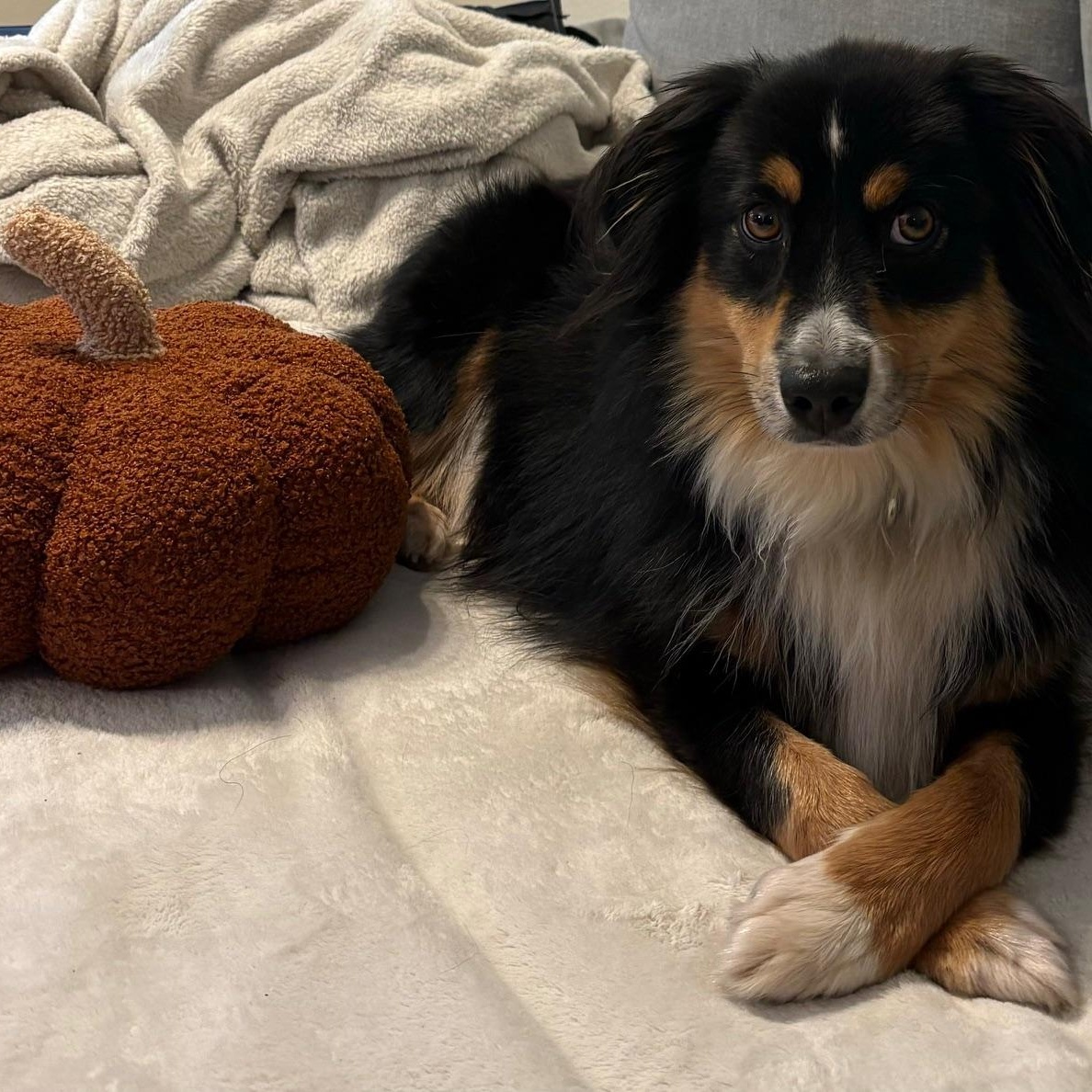 Enlarge Awesome Onyx, an adopted Australian Shepherd in La Center, WA image 2/3