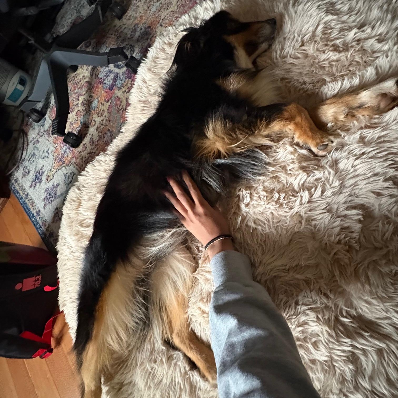 Enlarge Awesome Onyx, an adopted Australian Shepherd in La Center, WA image 3/3