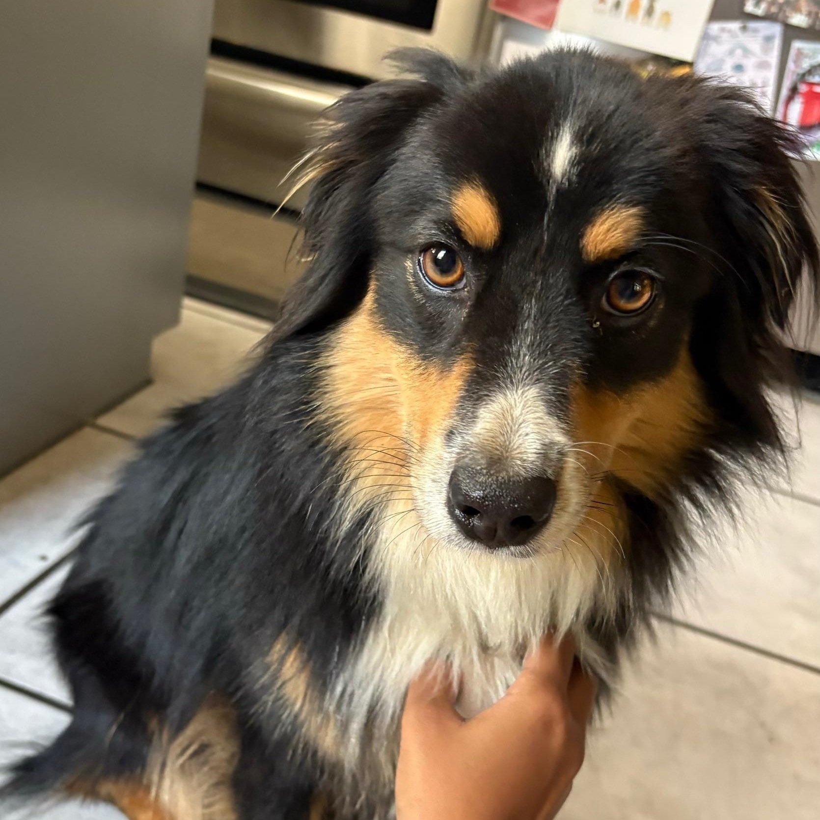 Enlarge Awesome Onyx, an adopted Australian Shepherd in La Center, WA image 1/3