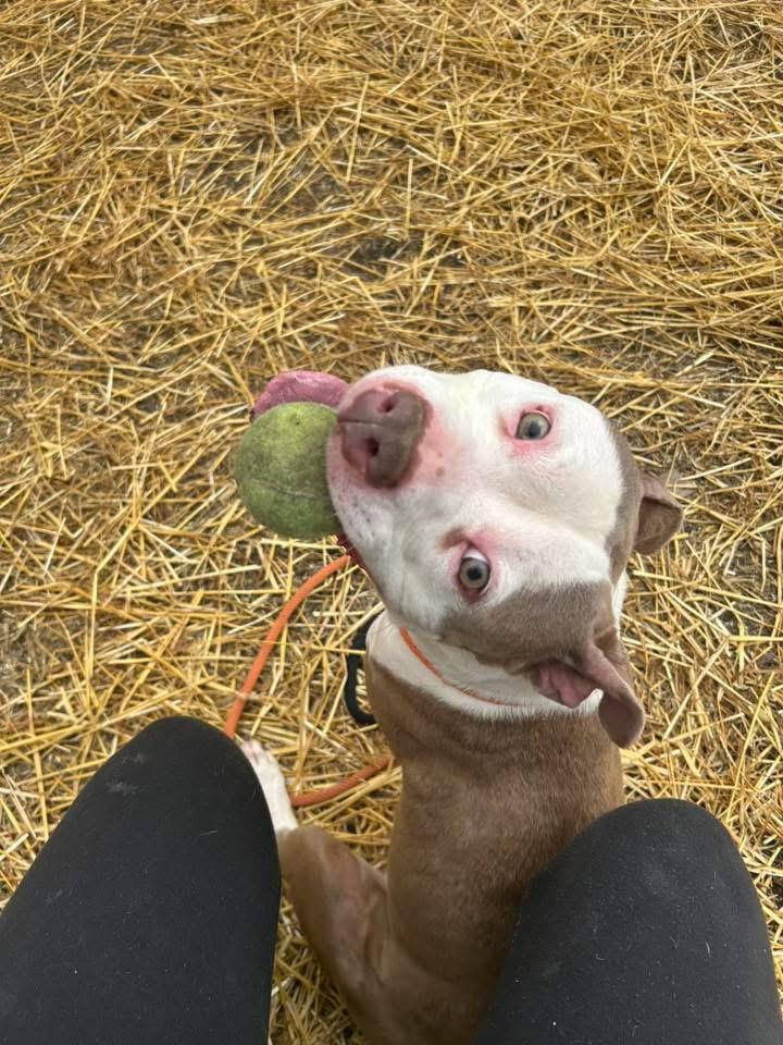Enlarge Kokomo, a ADOPTABLE Pit Bull Terrier in Chicago, IL image 5/5