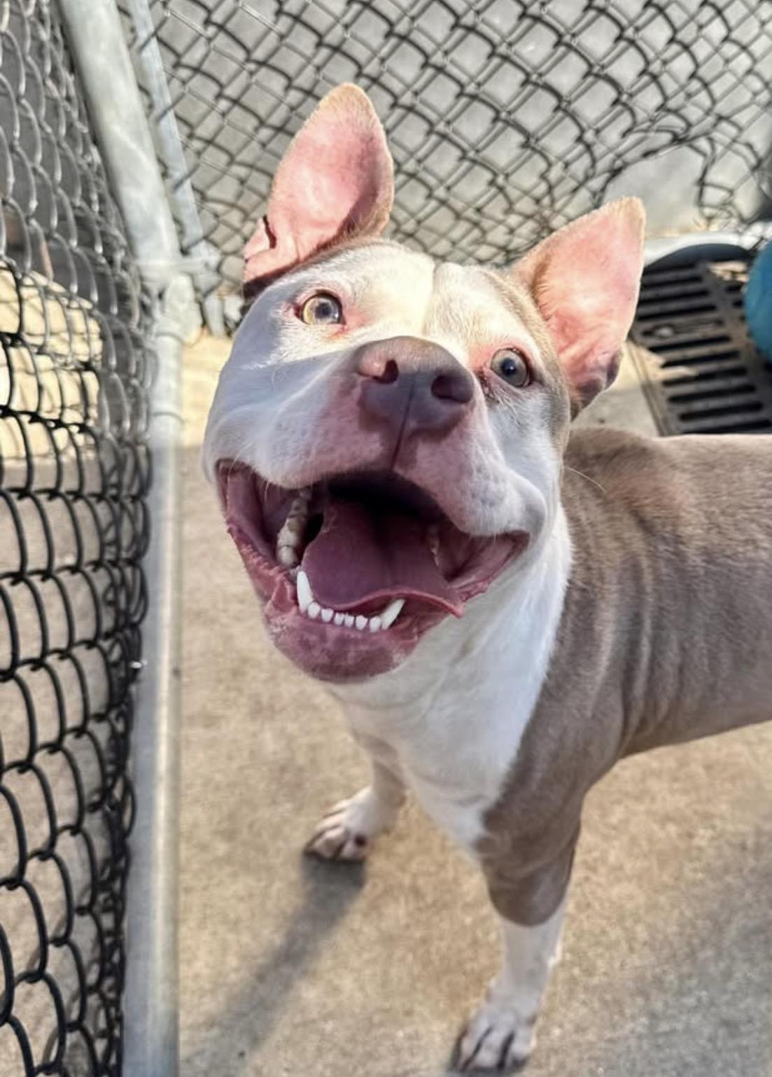 Kokomo, ADOPTABLE, Adult Female Pit Bull Terrier.