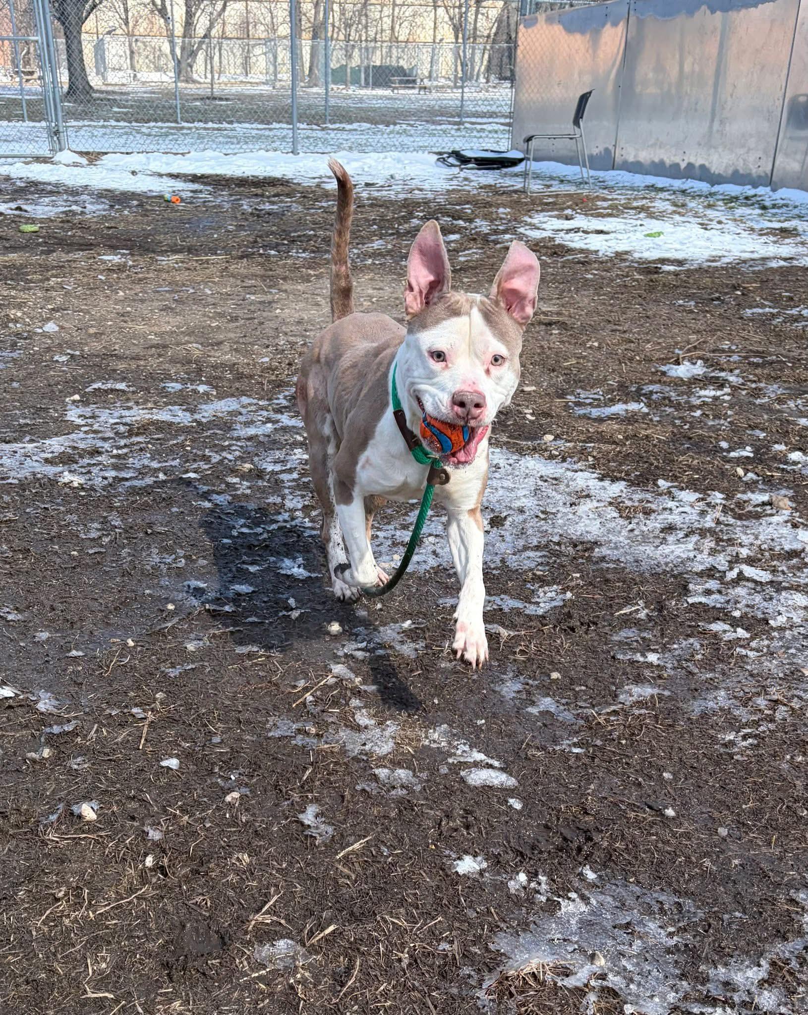 Enlarge Kokomo, a ADOPTABLE Pit Bull Terrier in Chicago, IL image 3/5