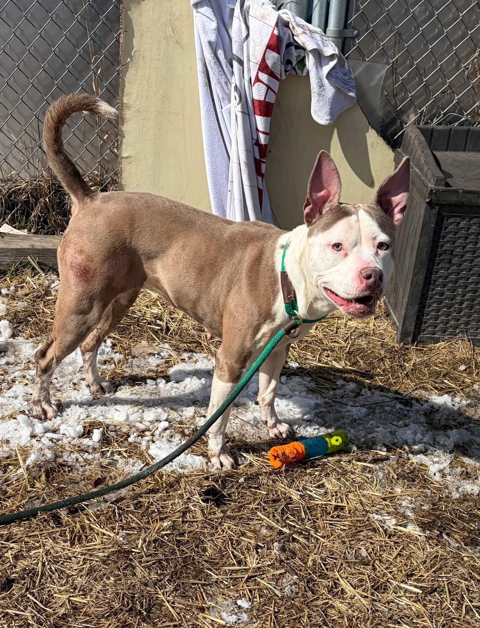 Enlarge Kokomo, a ADOPTABLE Pit Bull Terrier in Chicago, IL image 4/5
