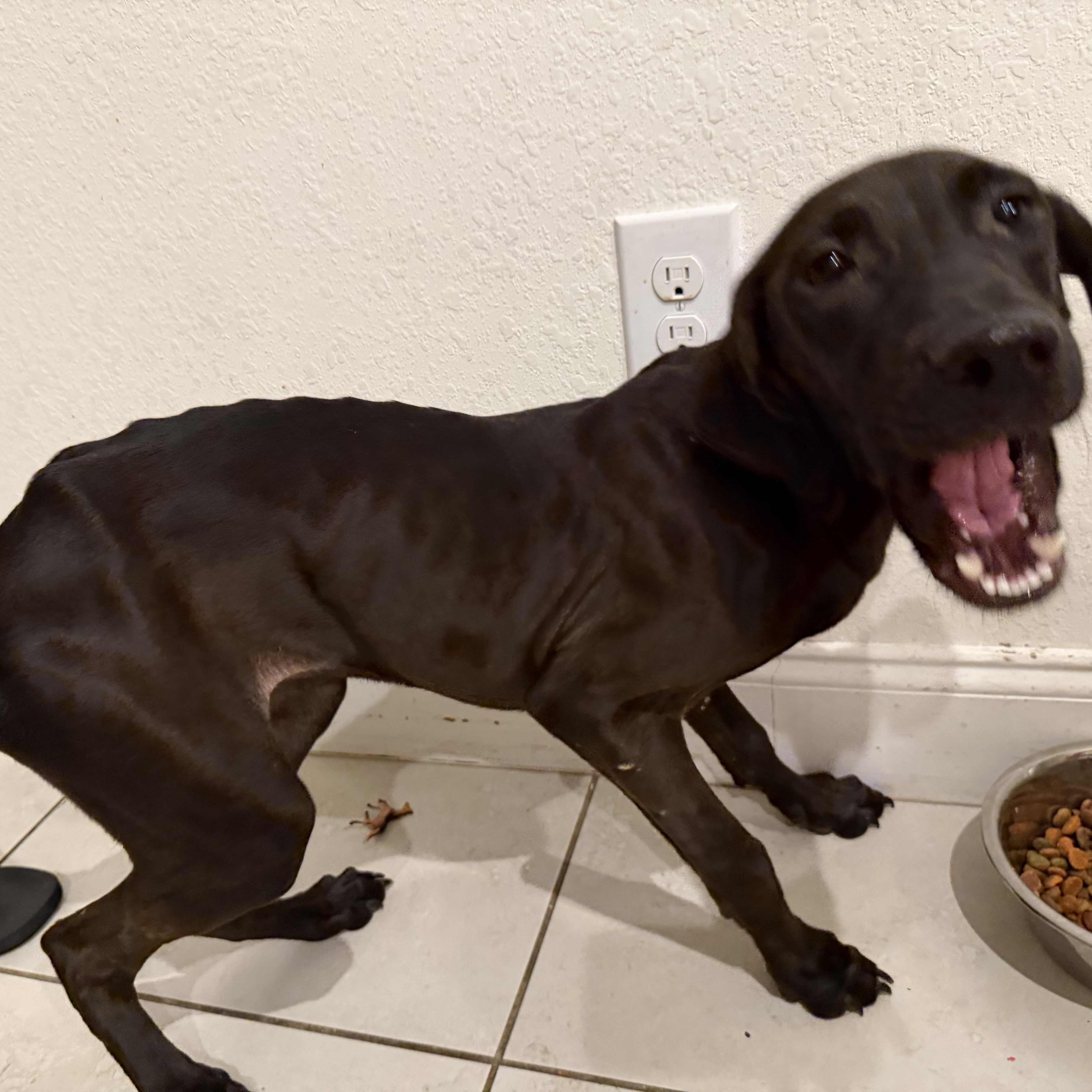 Enlarge Rue, a Adoptable mixed breed in LEHIGH ACRES, FL image 5/6