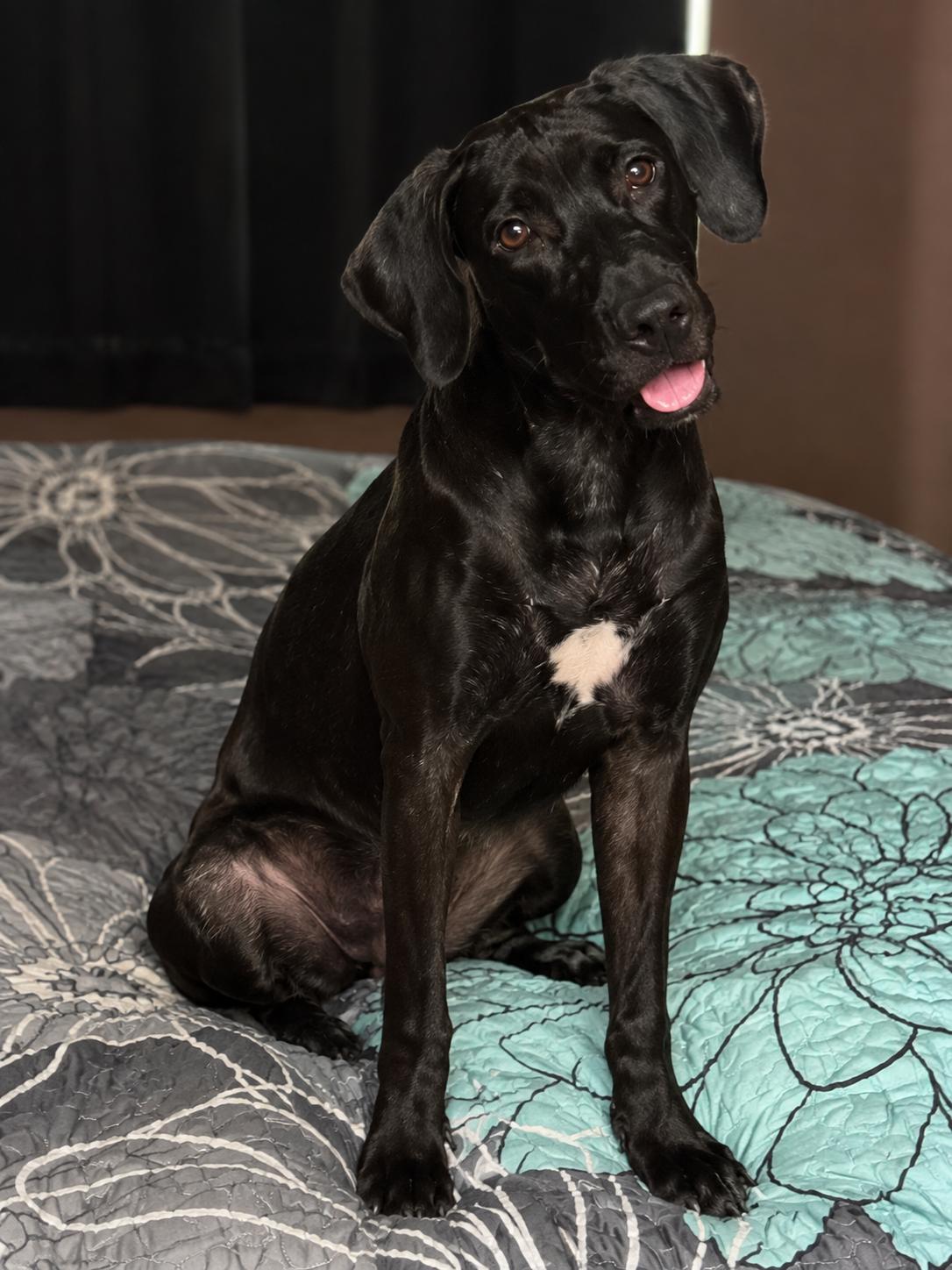 Enlarge Rue, a Adoptable mixed breed in LEHIGH ACRES, FL image 6/6