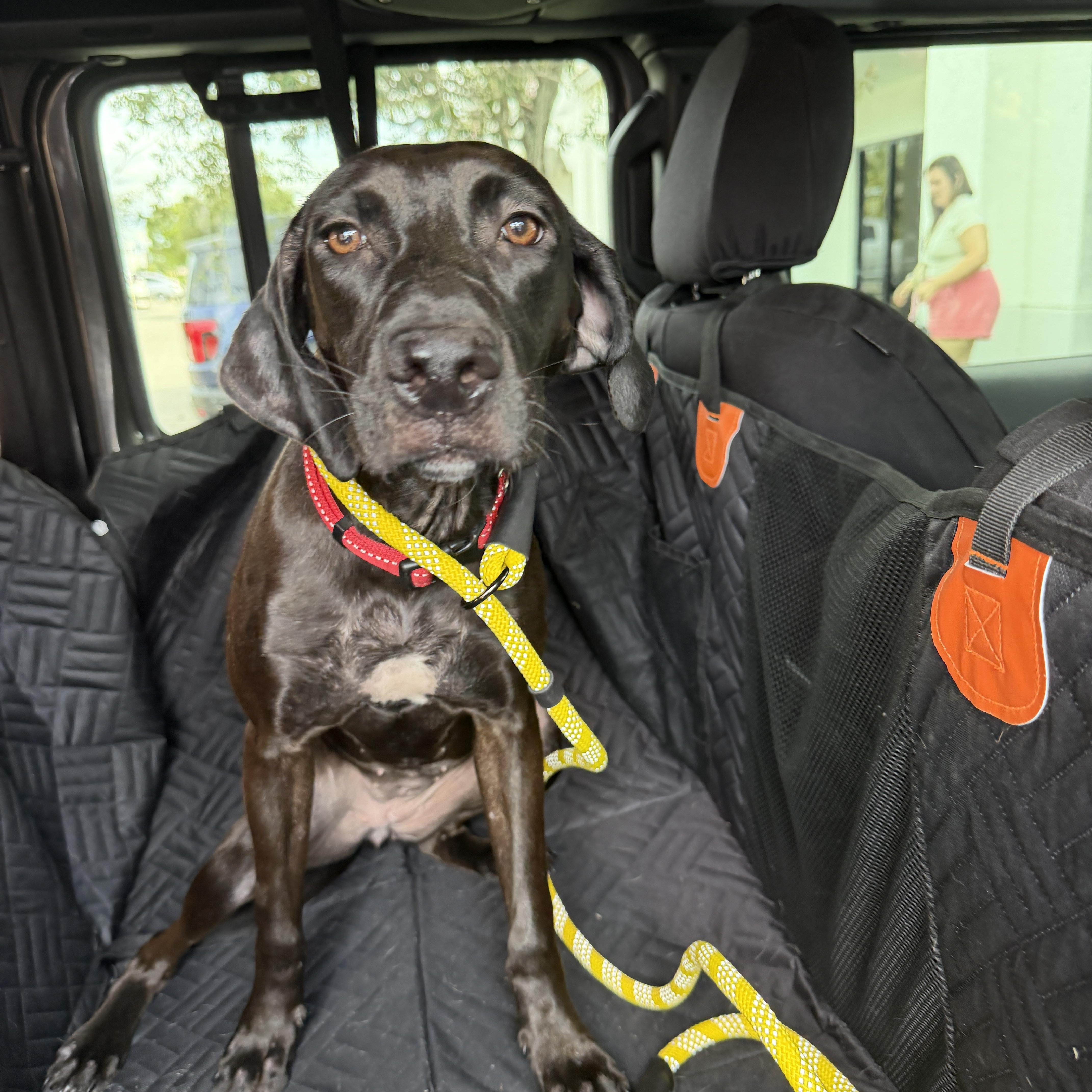 Enlarge Rue, a Adoptable mixed breed in LEHIGH ACRES, FL image 4/6