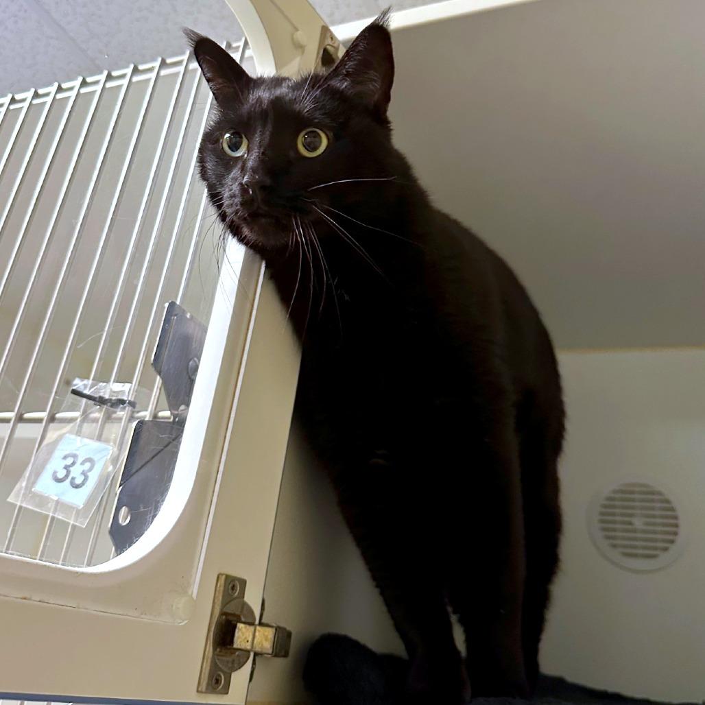 Ali, Adoptable, Senior Male Domestic Short Hair & Domestic Short Hair.