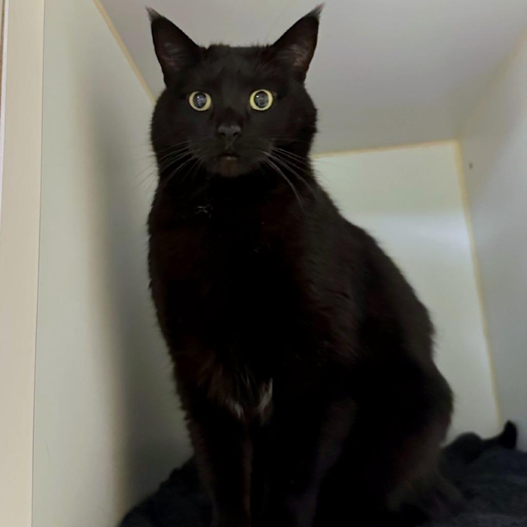 Enlarge Ali, a Adoptable mixed breed in Woodinville, WA image 3/3