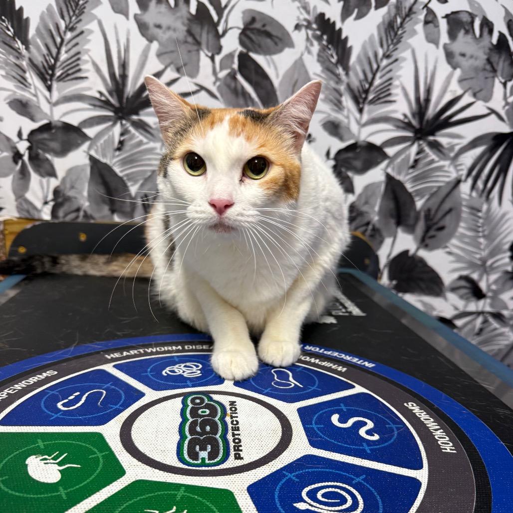 Fish, Adoptable, Senior Female Domestic Short Hair.