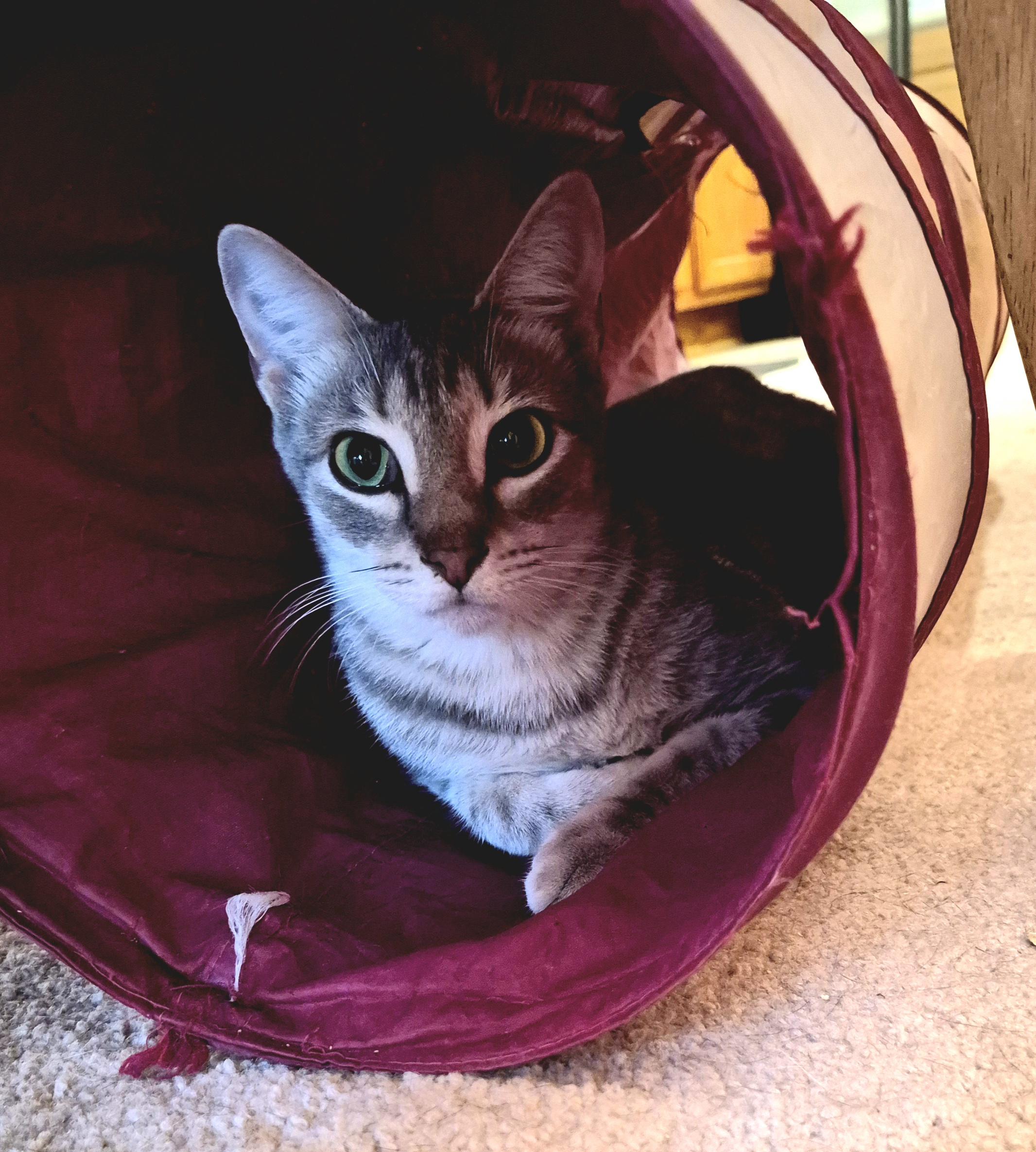 Enlarge Avery (Bonded to Ashe), a Adoptable Domestic Short Hair in Fuauay Varina, NC image 1/1