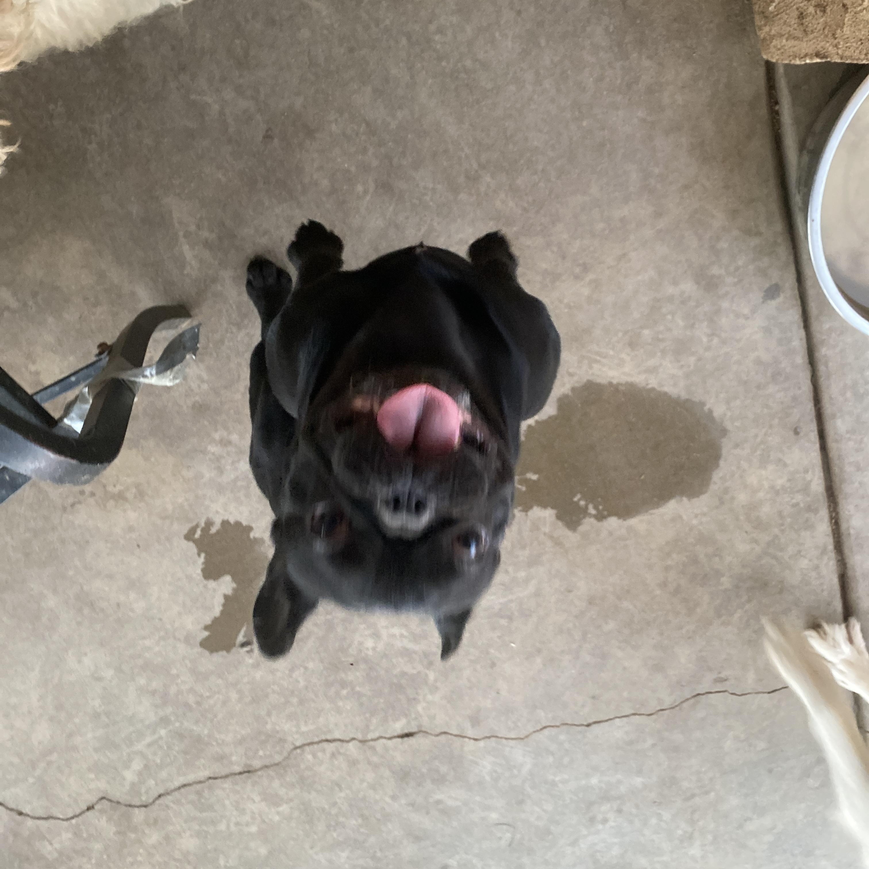 Elvis, ADOPTABLE, Adult Male French Bulldog.