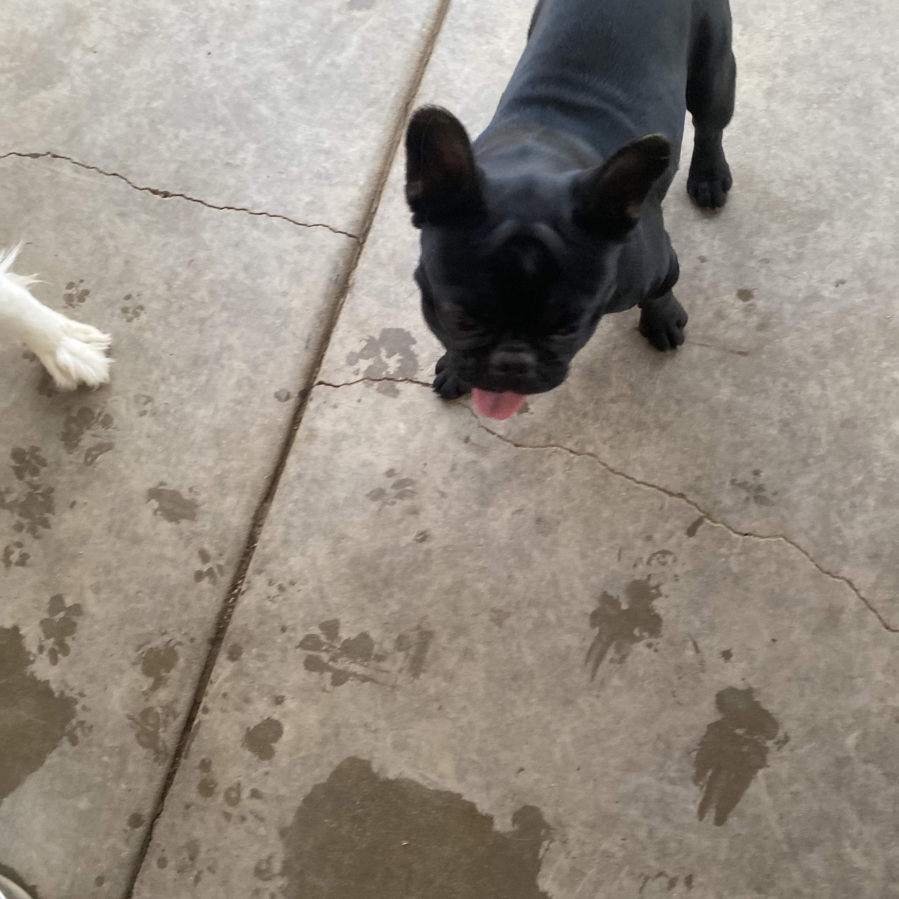 Elvis, a ADOPTABLE French Bulldog in Moreno Valley, CA image 2/3