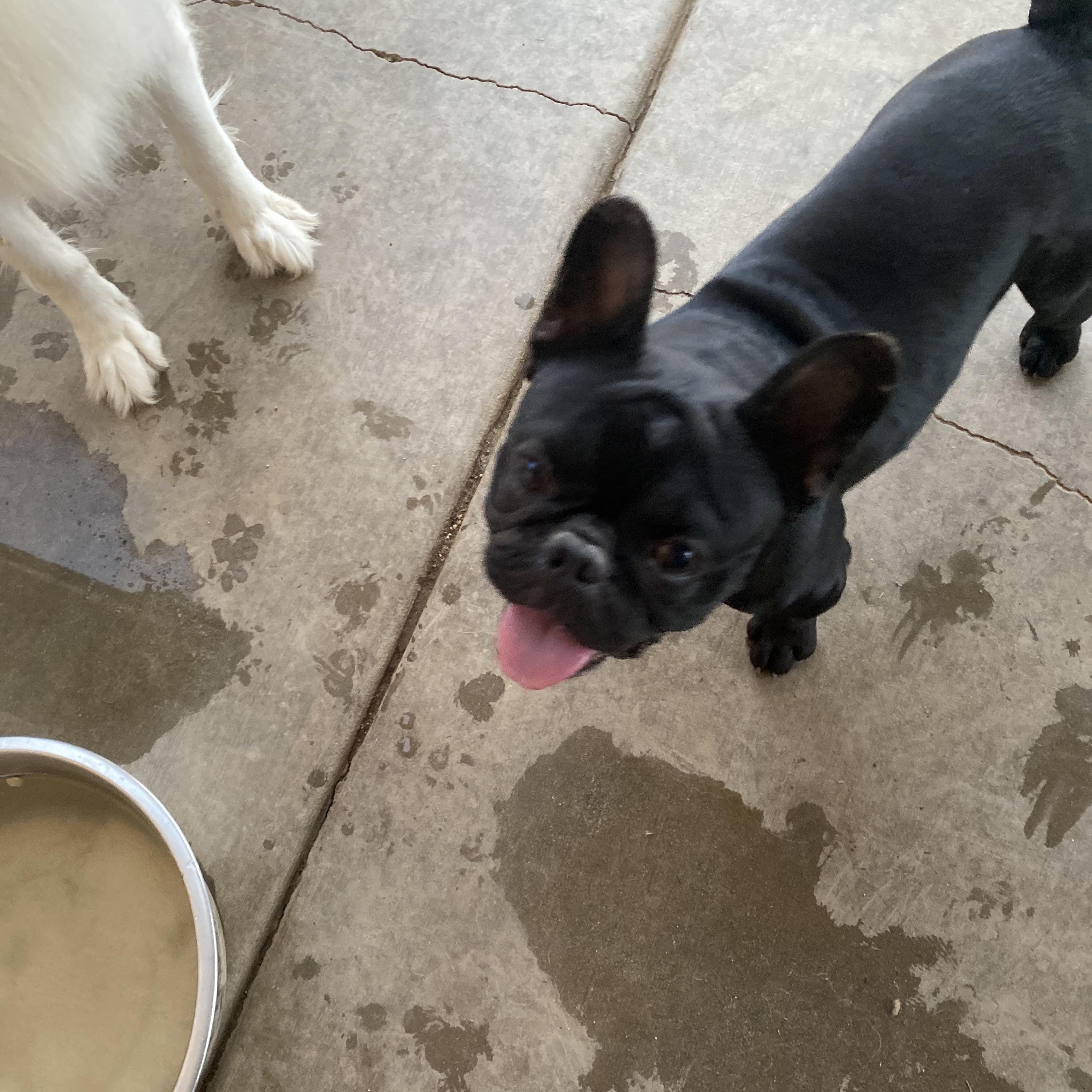 Elvis, a ADOPTABLE French Bulldog in Moreno Valley, CA image 3/3