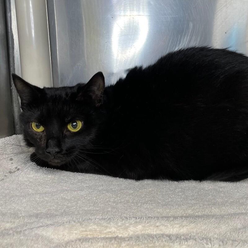 Enlarge Luna, a Adoptable Domestic Short Hair in Roanoke, VA image 1/2