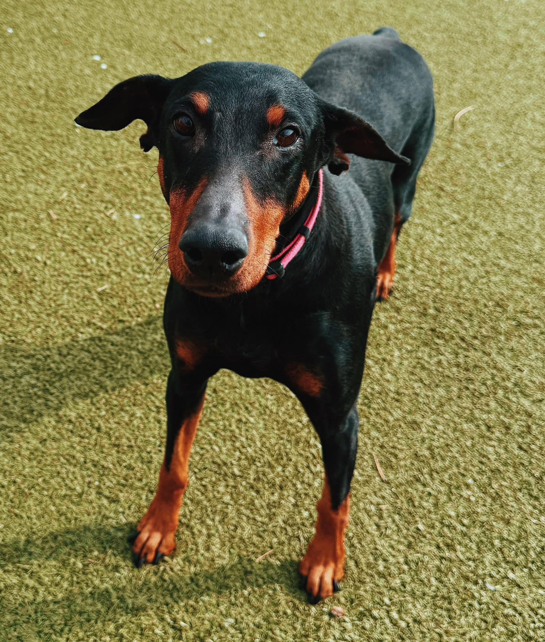 Enlarge Sig, a ADOPTABLE mixed breed in Hays, KS image 5/5