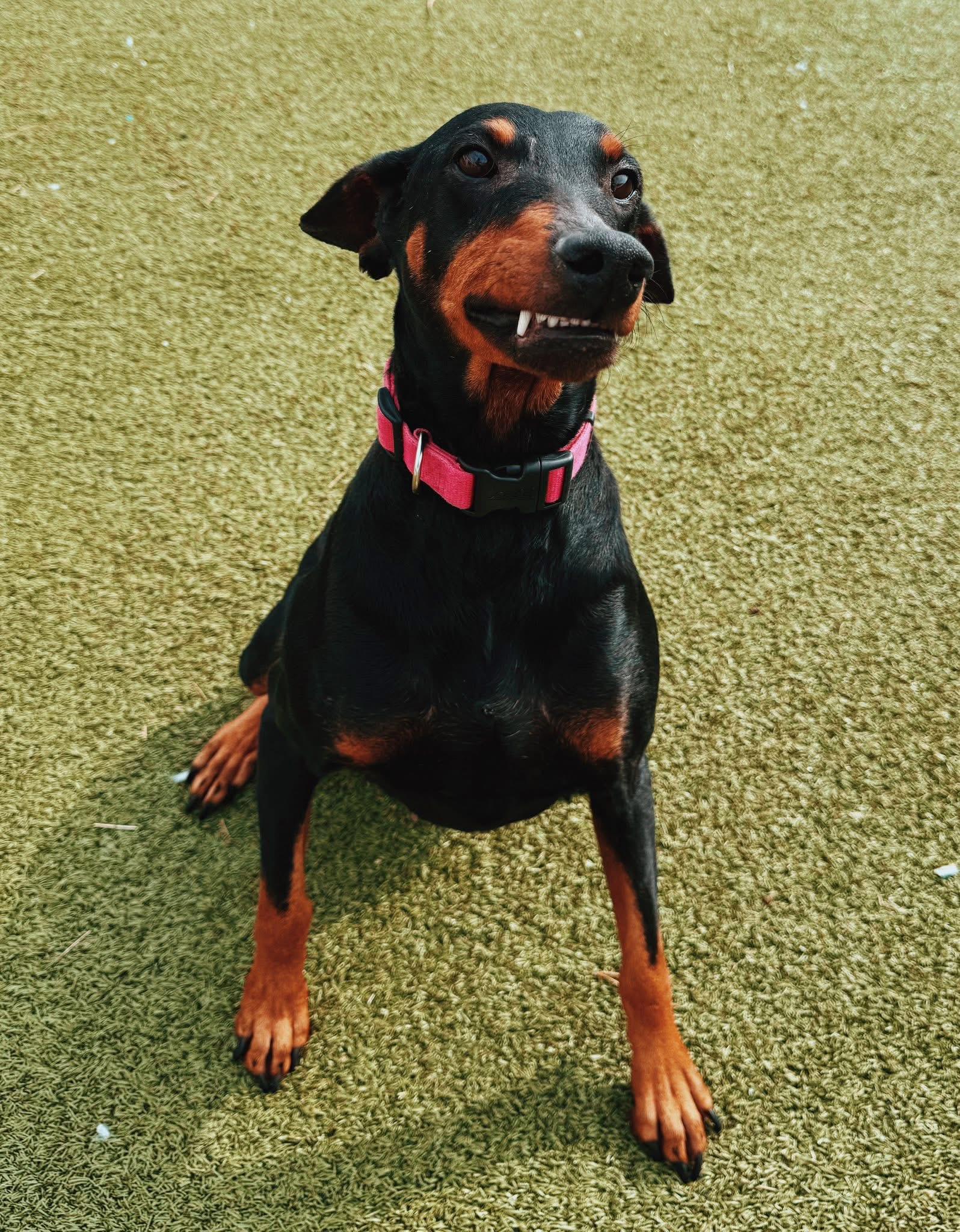 Enlarge Sig, a ADOPTABLE mixed breed in Hays, KS image 3/5