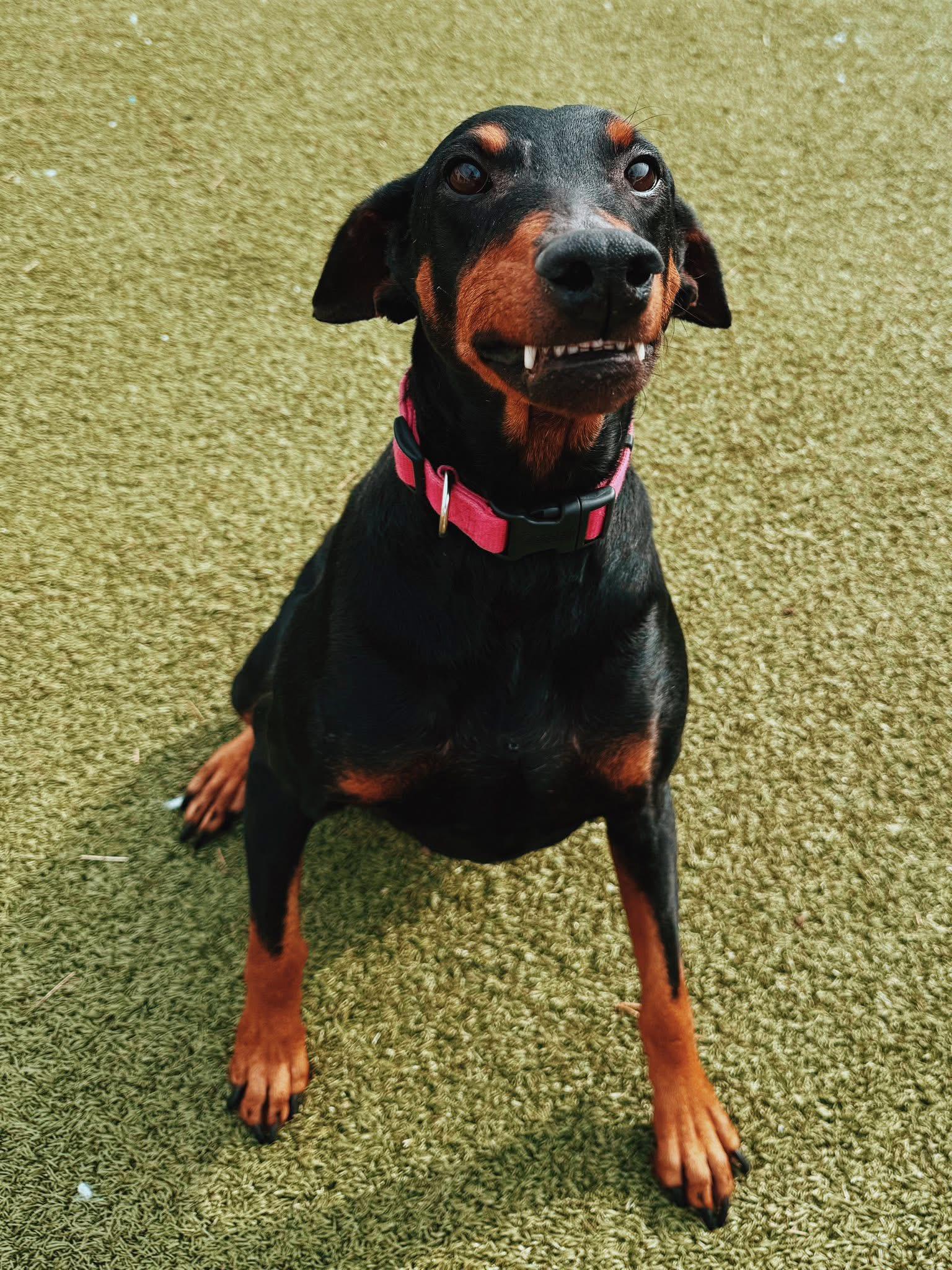 Enlarge Sig, a ADOPTABLE mixed breed in Hays, KS image 1/5