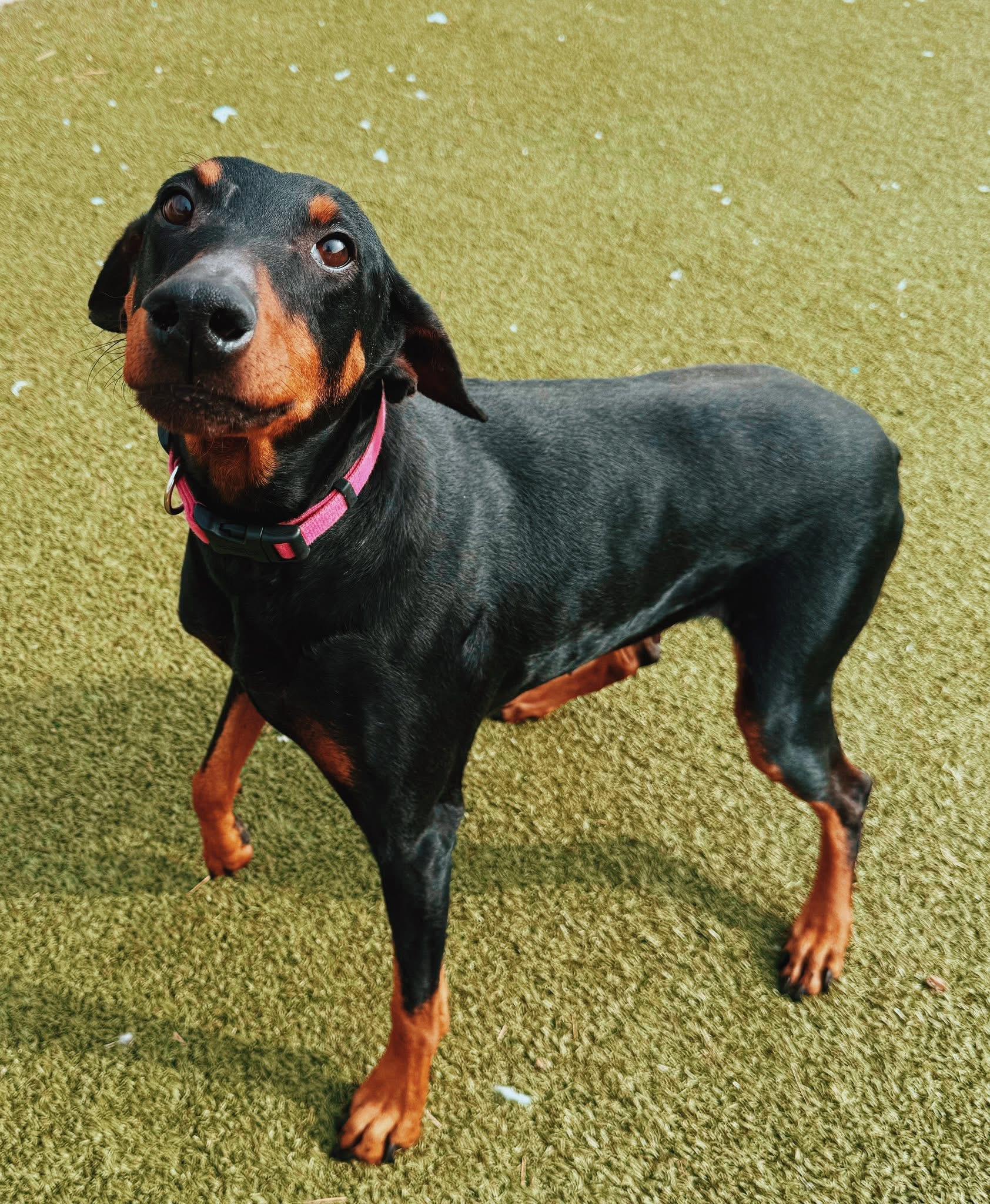 Sig, ADOPTABLE, Adult Female Doberman Pinscher.