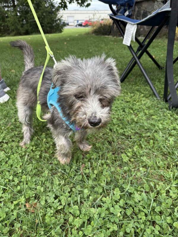Salsa Ginger, Adopted, Adult Female Schnauzer & Schnauzer.