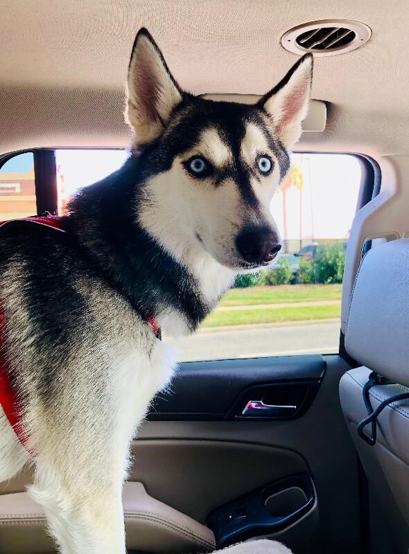 Ranger Roo The Coolest Dude — thumbnail 5