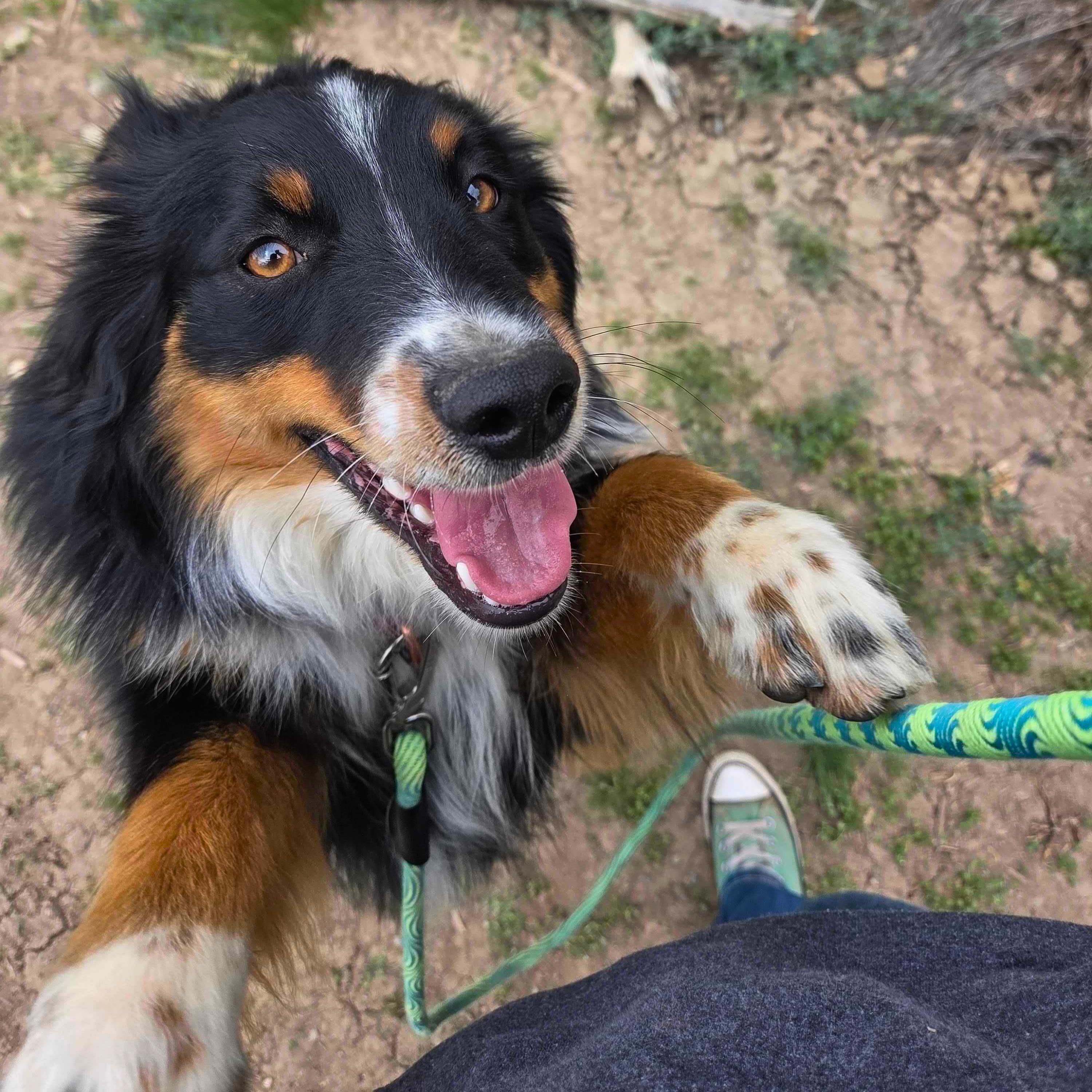 Enlarge Raff, an adoptable Australian Shepherd in Ridgway, CO image 5/6