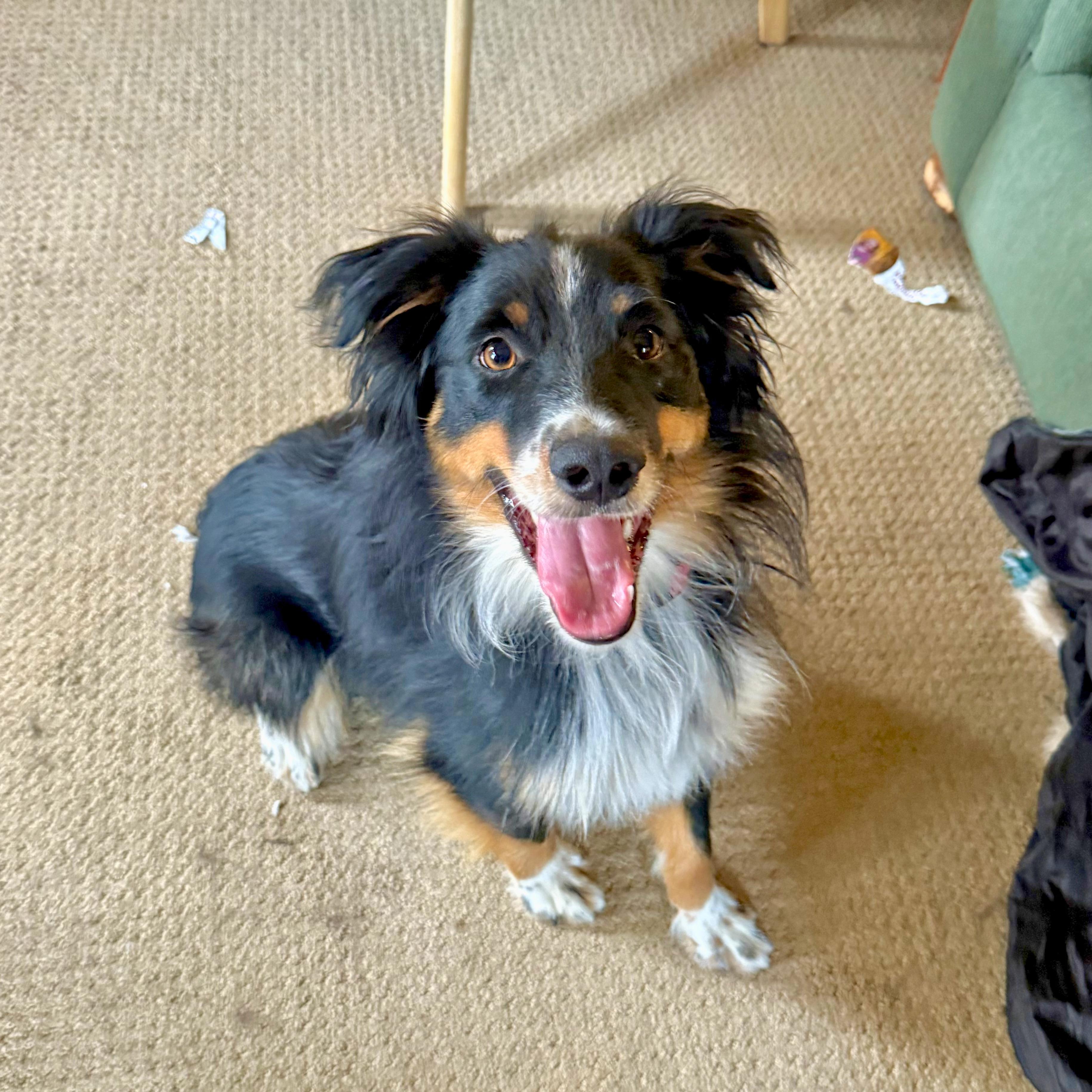 Enlarge Raff, an adoptable Australian Shepherd in Ridgway, CO image 6/6