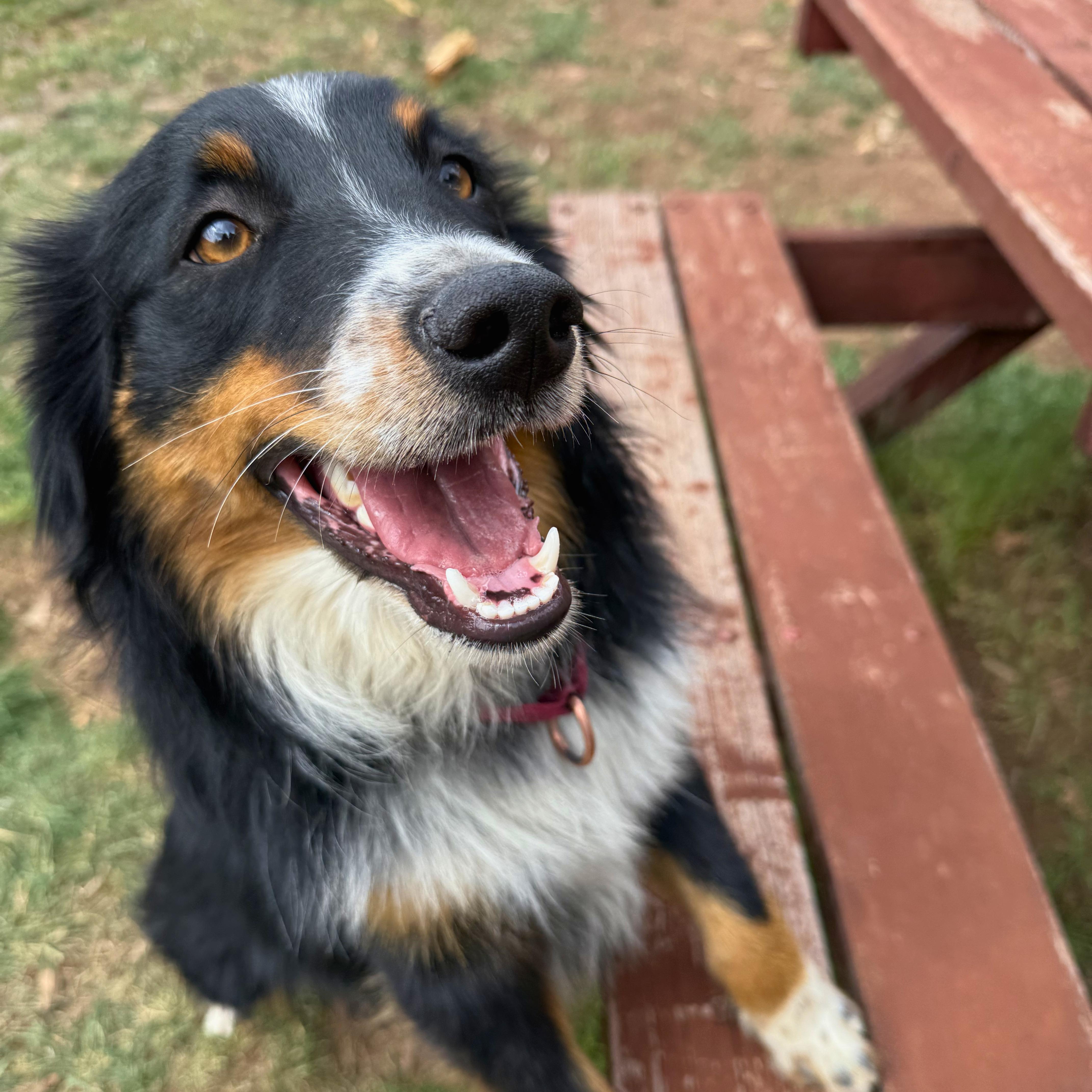 Enlarge Raff, an adoptable Australian Shepherd in Ridgway, CO image 2/6