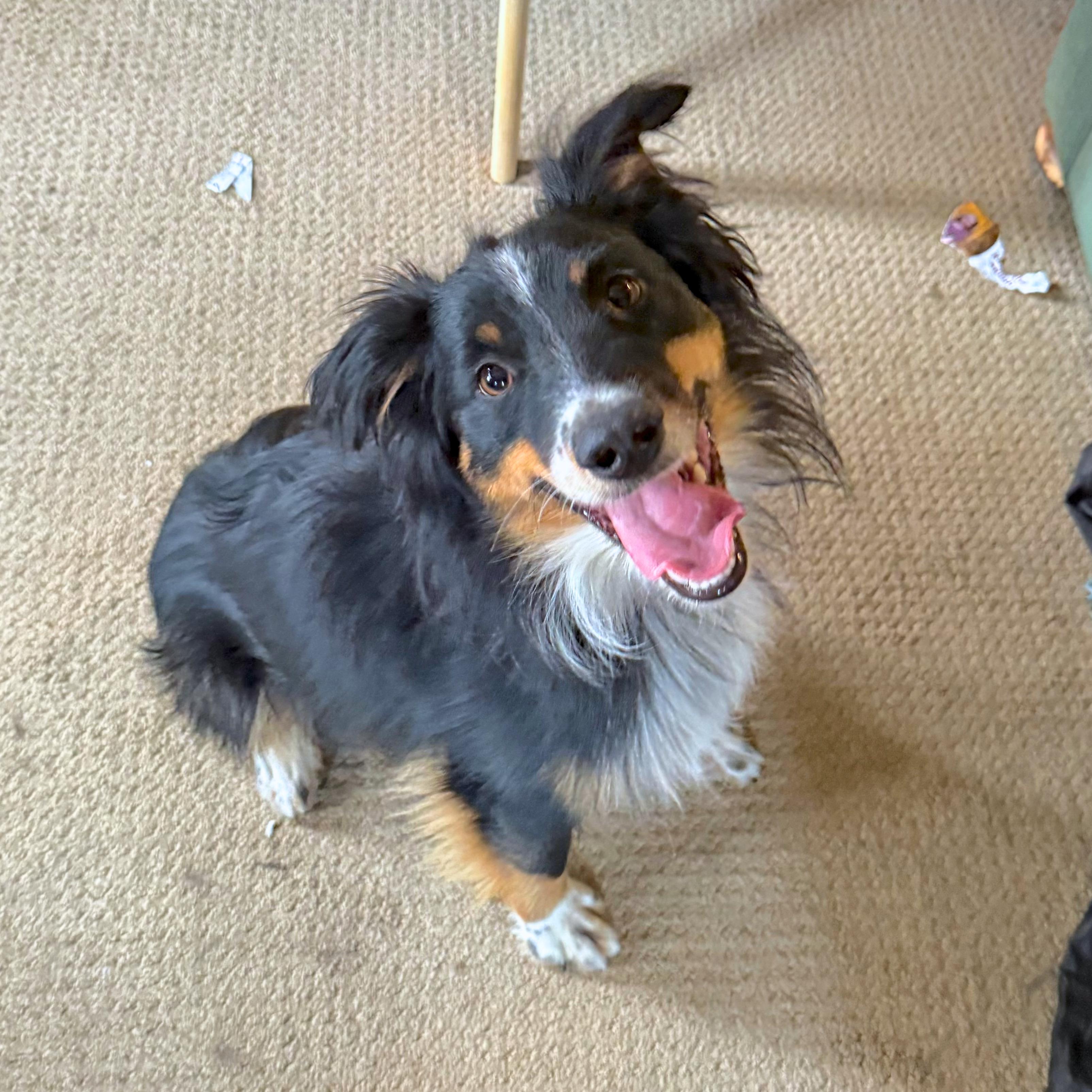 Raff, adoptable, Young Male Australian Shepherd.