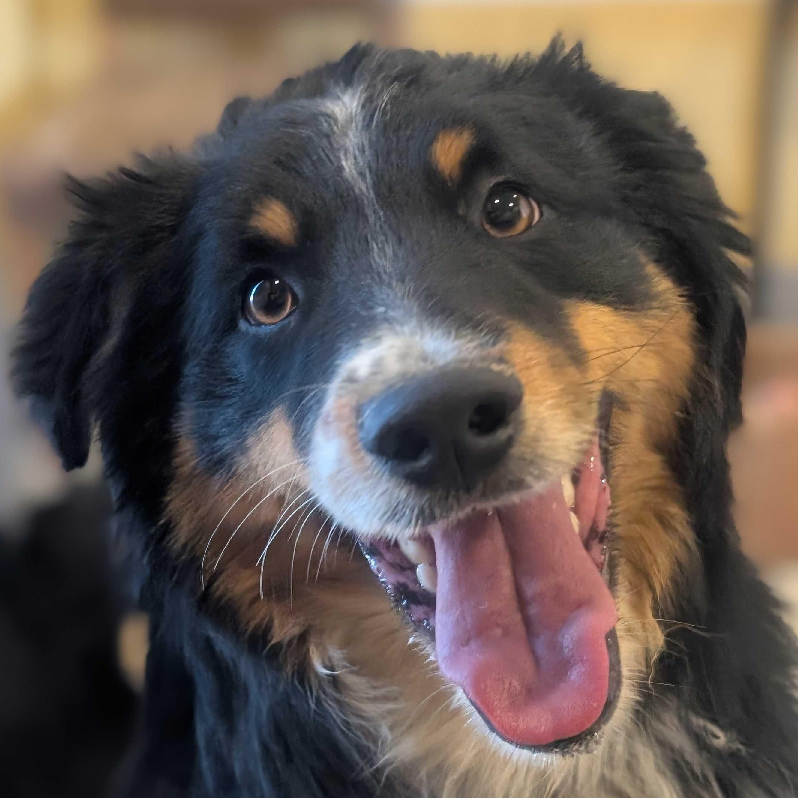 Enlarge Raff, an adoptable Australian Shepherd in Ridgway, CO image 3/6