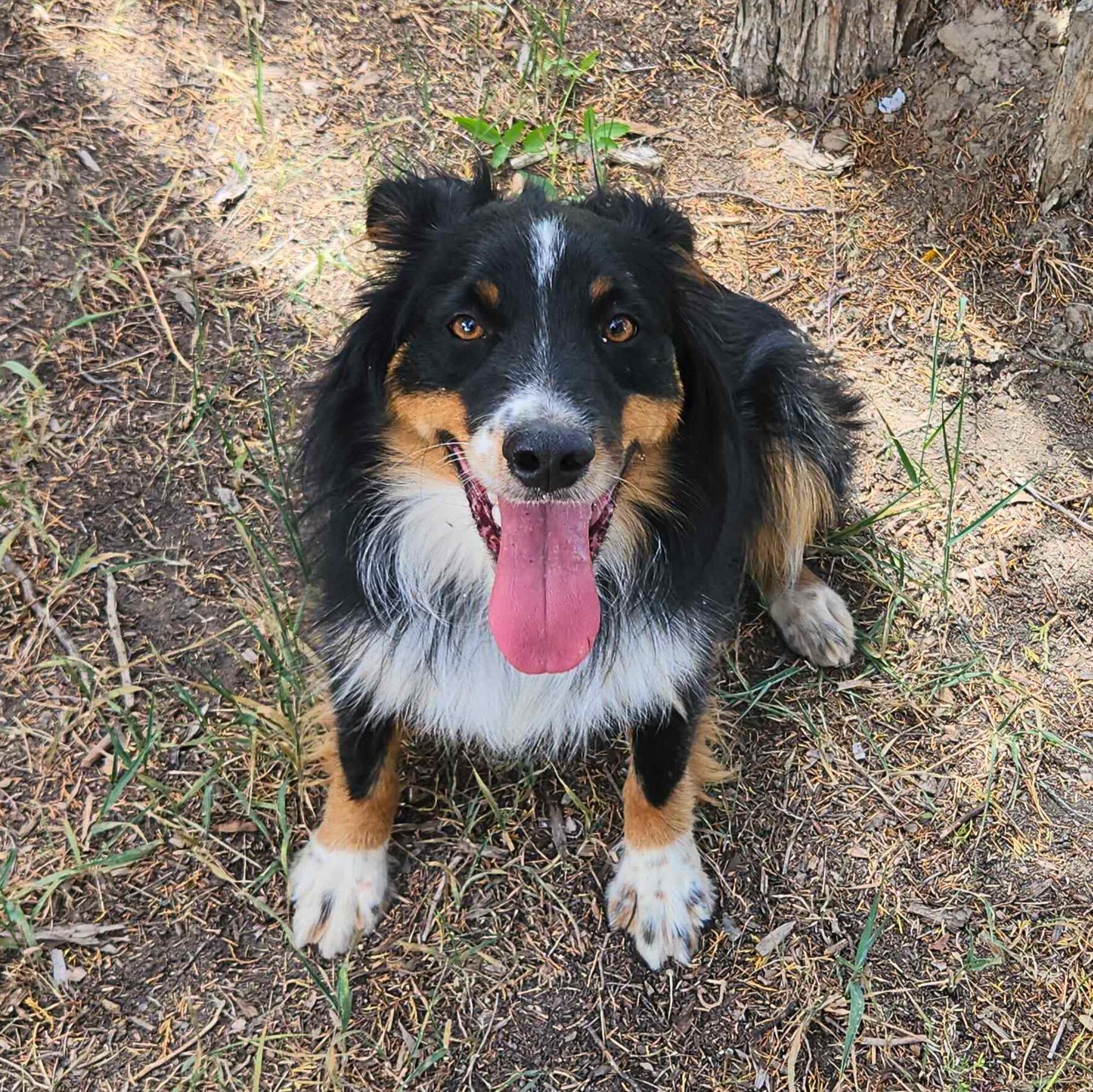 Enlarge Raff, an adoptable Australian Shepherd in Ridgway, CO image 4/6