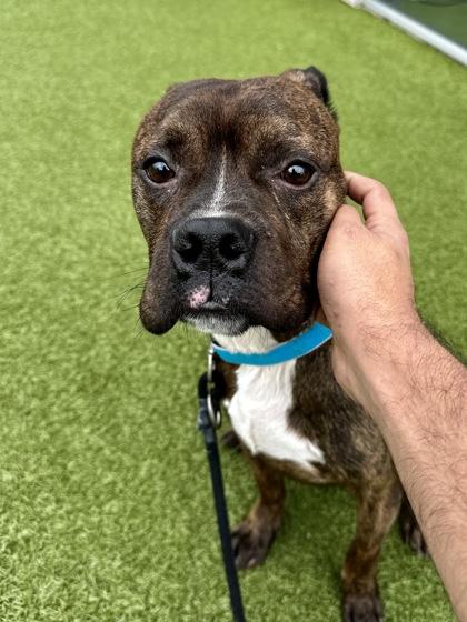 Enlarge Daniel, a Adoptable mixed breed in Wichita, KS image 1/3