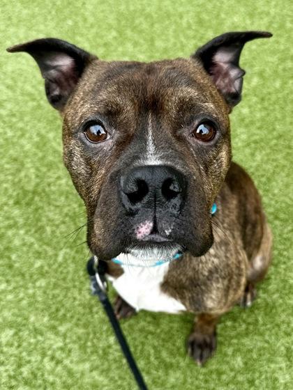 Enlarge Daniel, a Adoptable mixed breed in Wichita, KS image 2/3