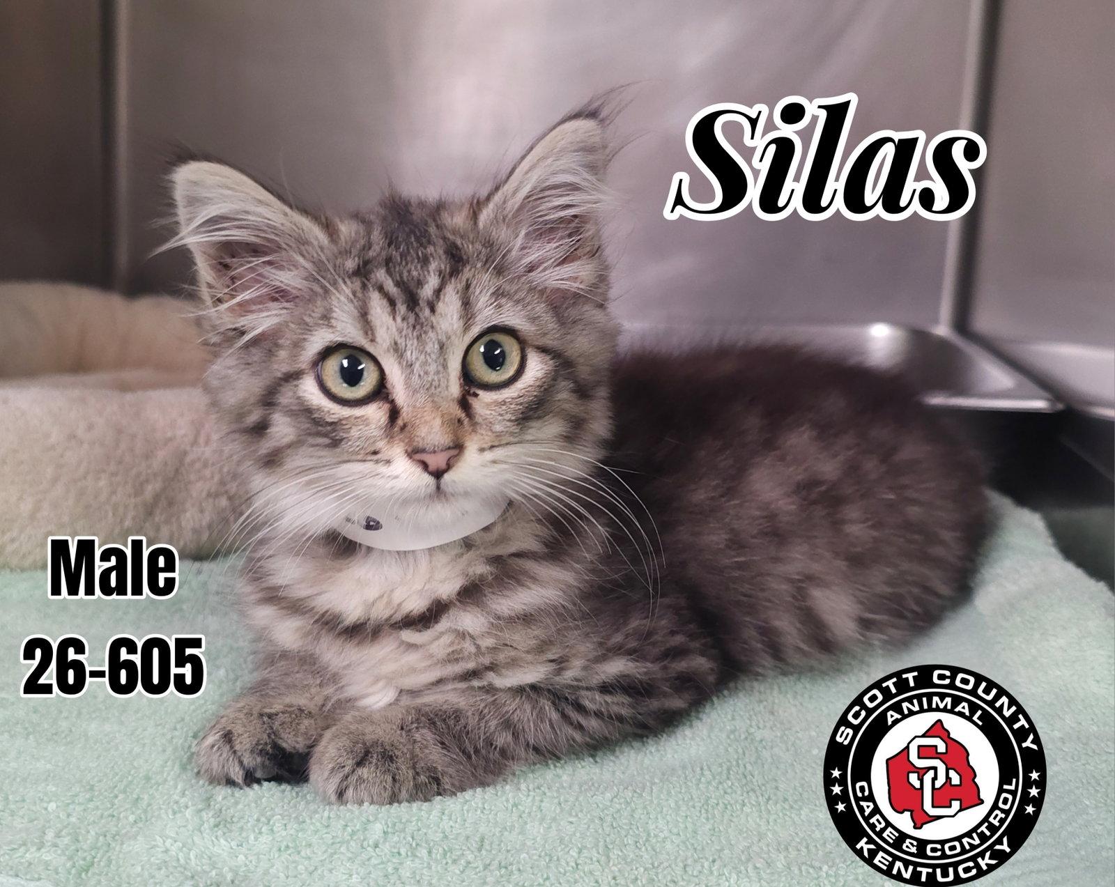 Silas, Adoptable, Kitten Male Domestic Long Hair.