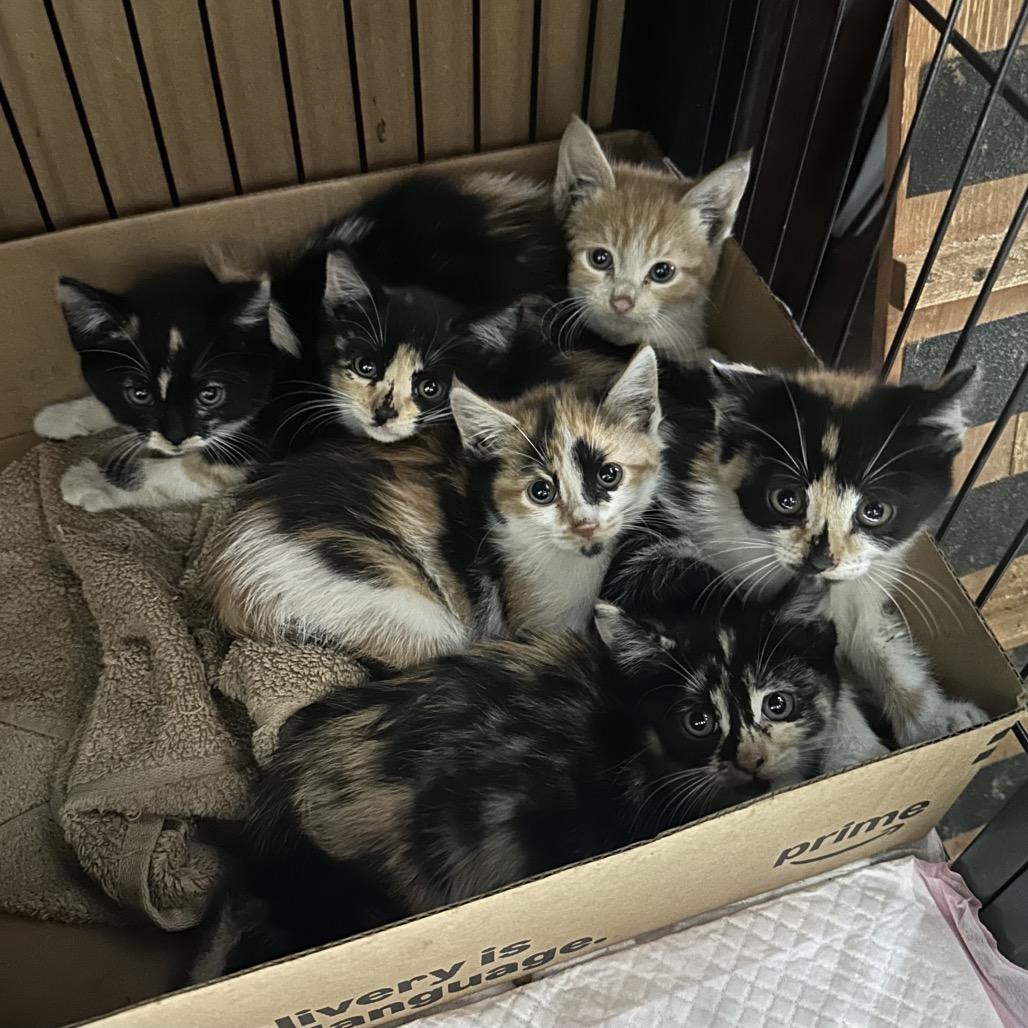 Lily, a Adoptable Domestic Short Hair in Miami, FL image 1/2