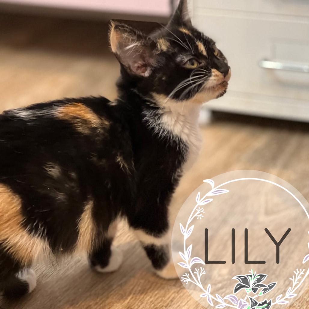Lily, a Adoptable Domestic Short Hair in Miami, FL image 2/2
