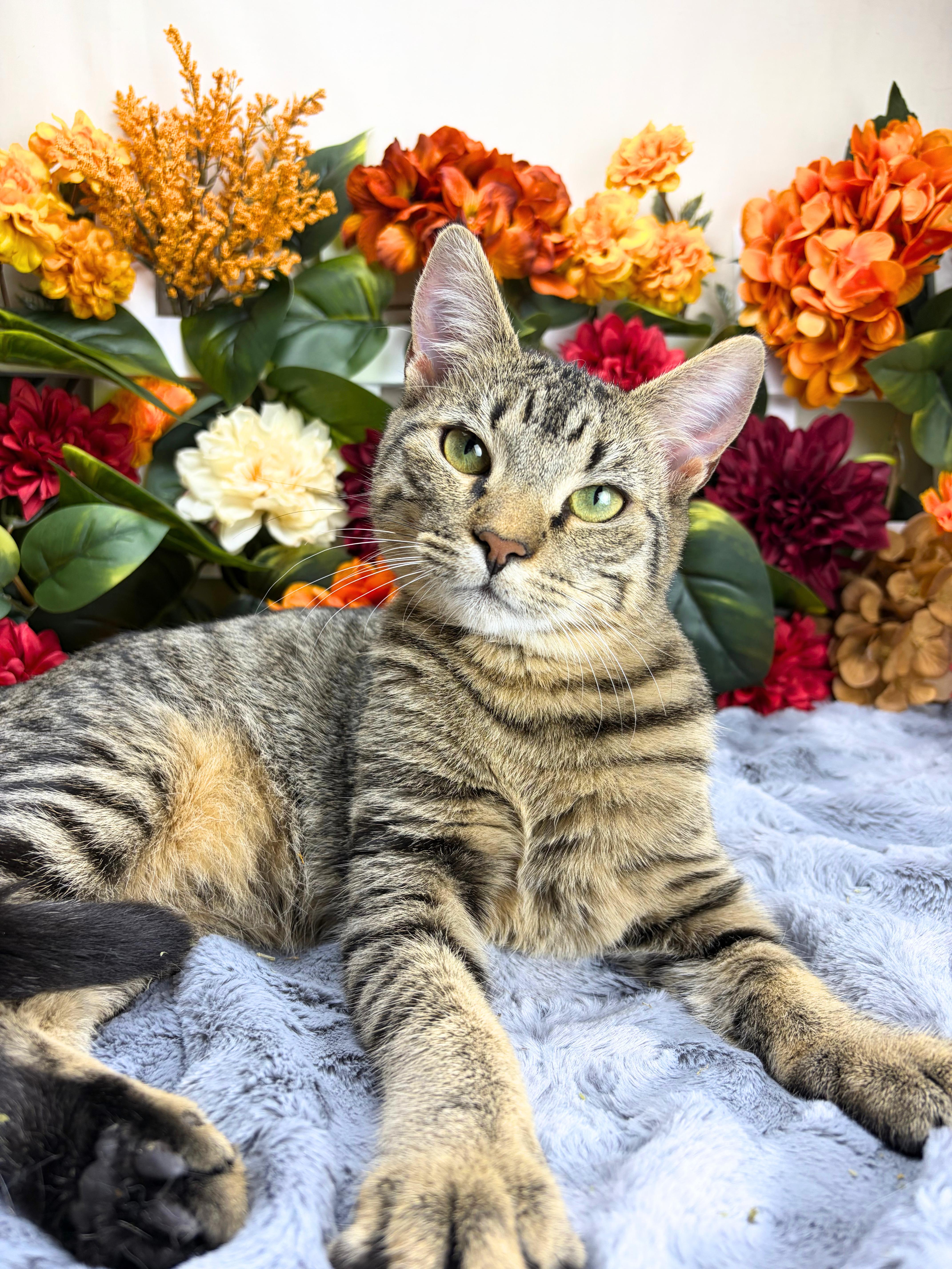 Enlarge Martha, a Adoptable Domestic Short Hair in Ocean Springs, MS image 2/6