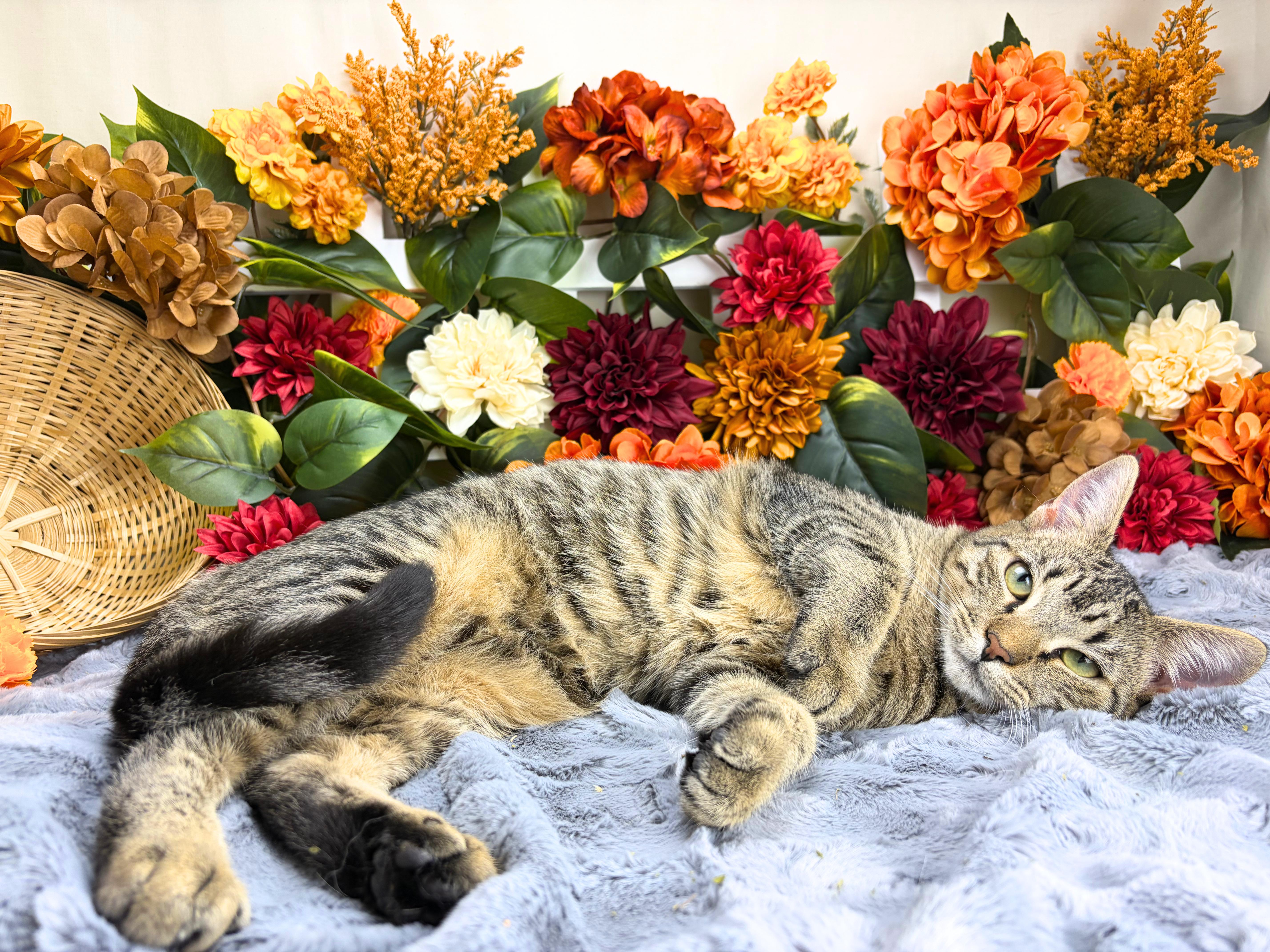 Enlarge Martha, a Adoptable Domestic Short Hair in Ocean Springs, MS image 6/6