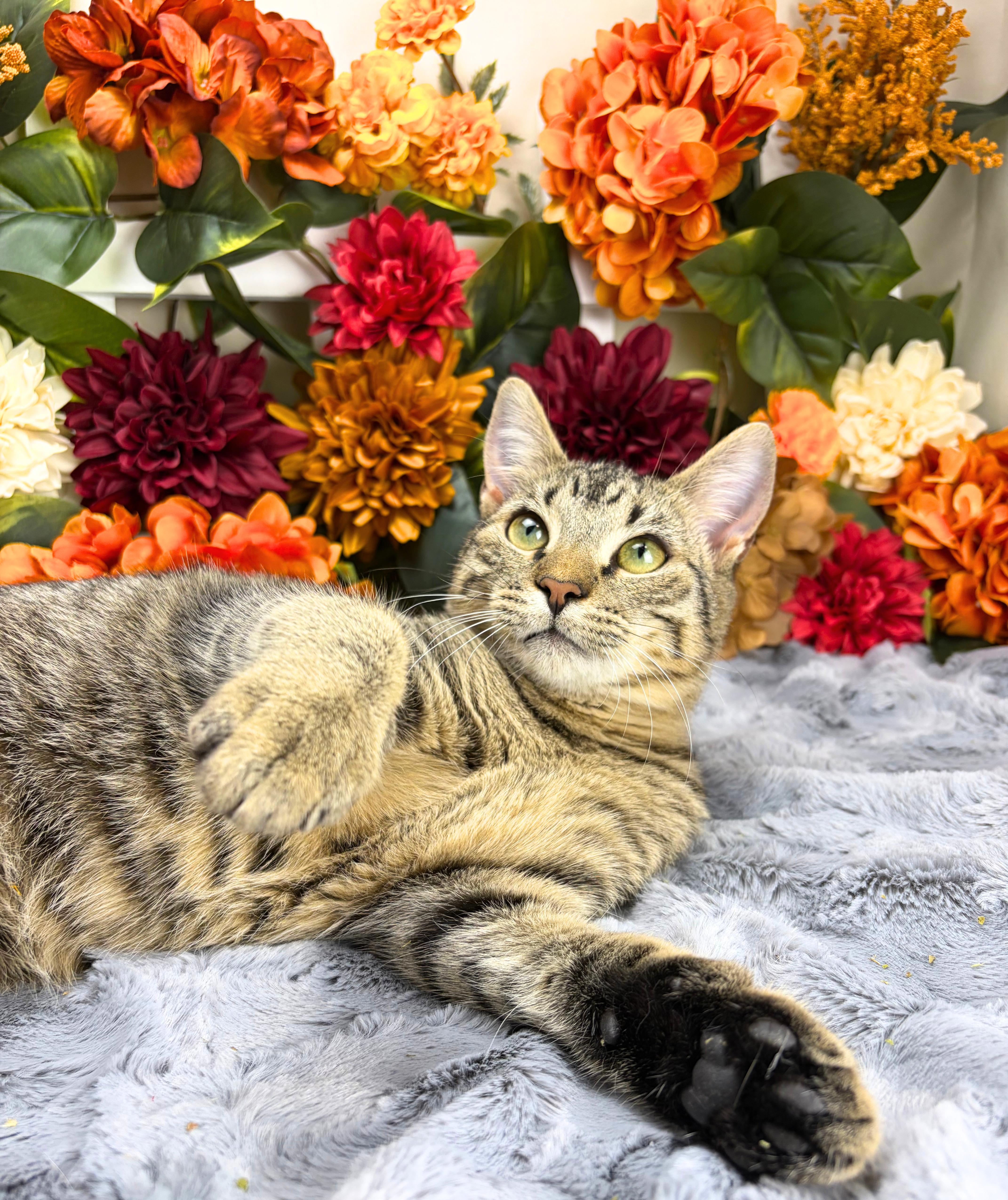 Enlarge Martha, a Adoptable Domestic Short Hair in Ocean Springs, MS image 5/6