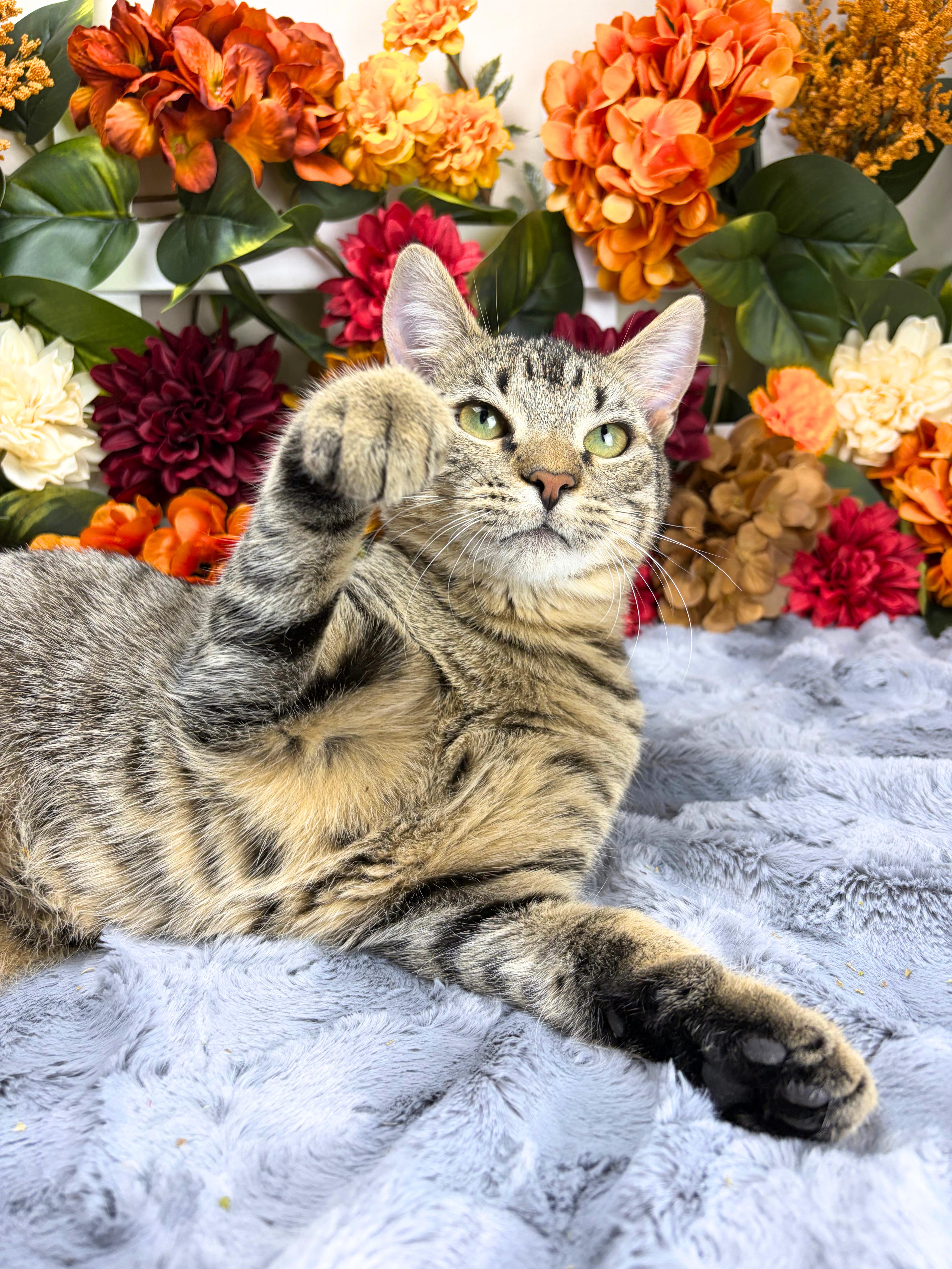 Martha, Adoptable, Kitten Female Domestic Short Hair.