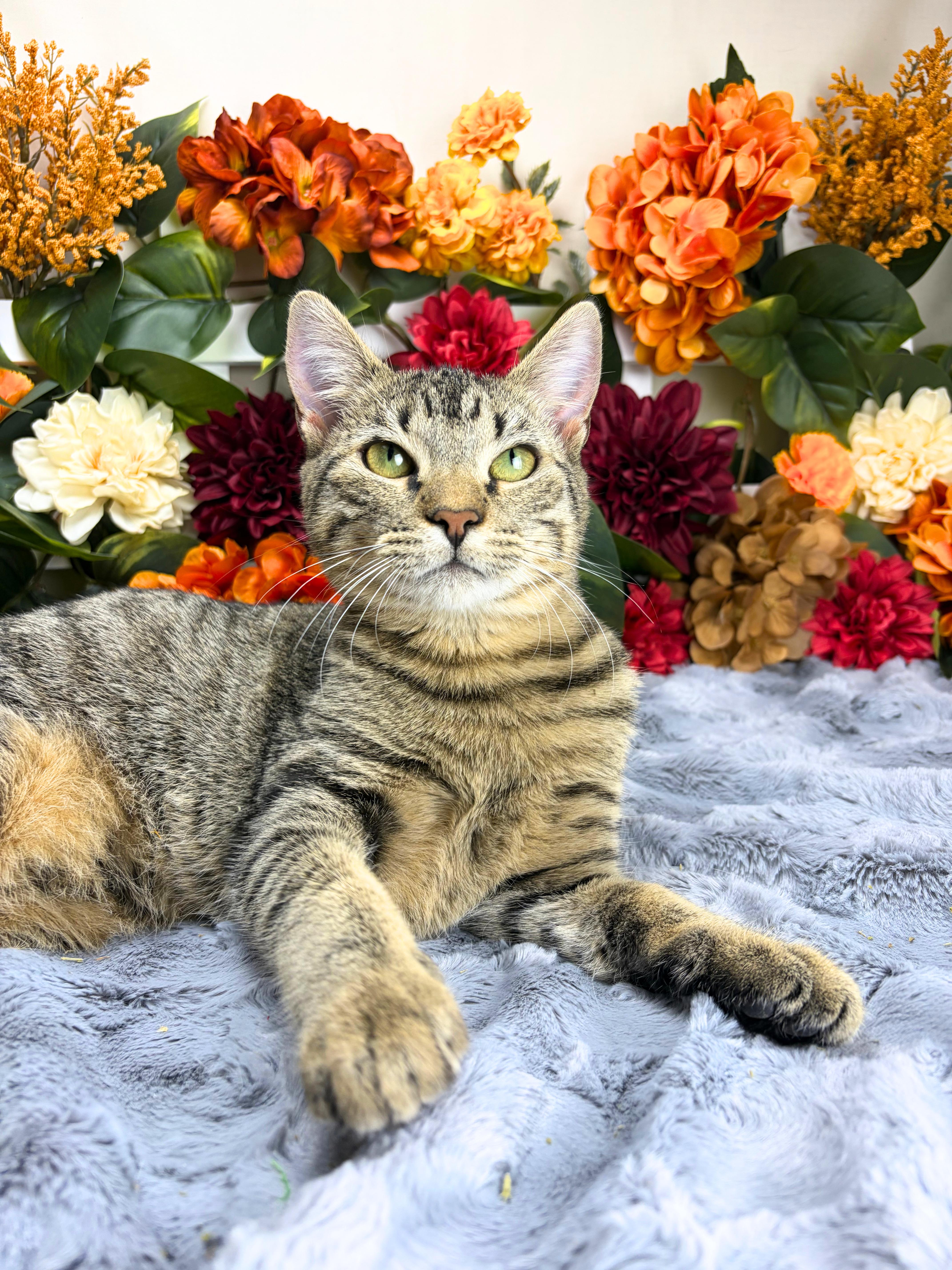 Enlarge Martha, a Adoptable Domestic Short Hair in Ocean Springs, MS image 4/6