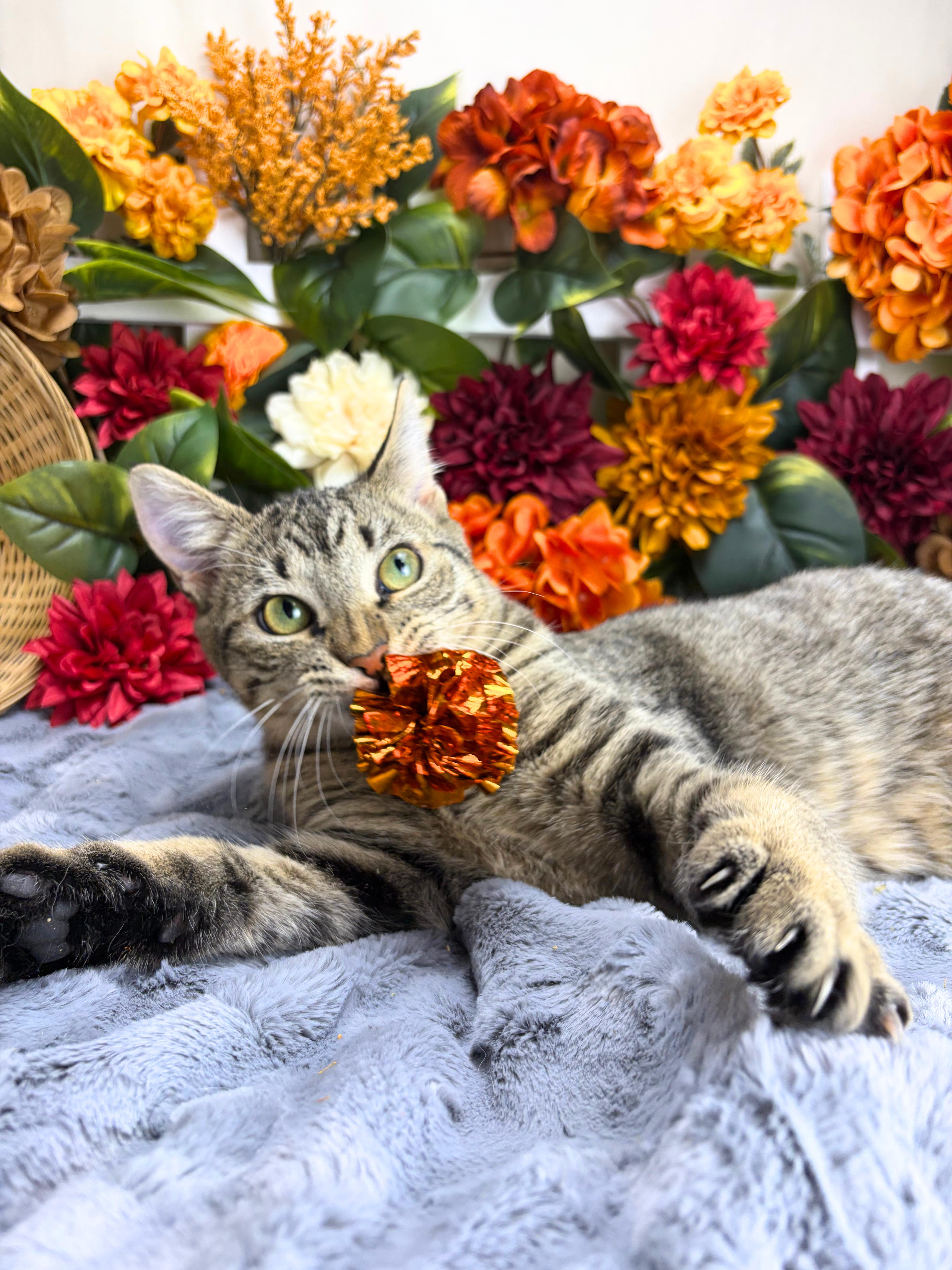 Enlarge Martha, a Adoptable Domestic Short Hair in Ocean Springs, MS image 3/6