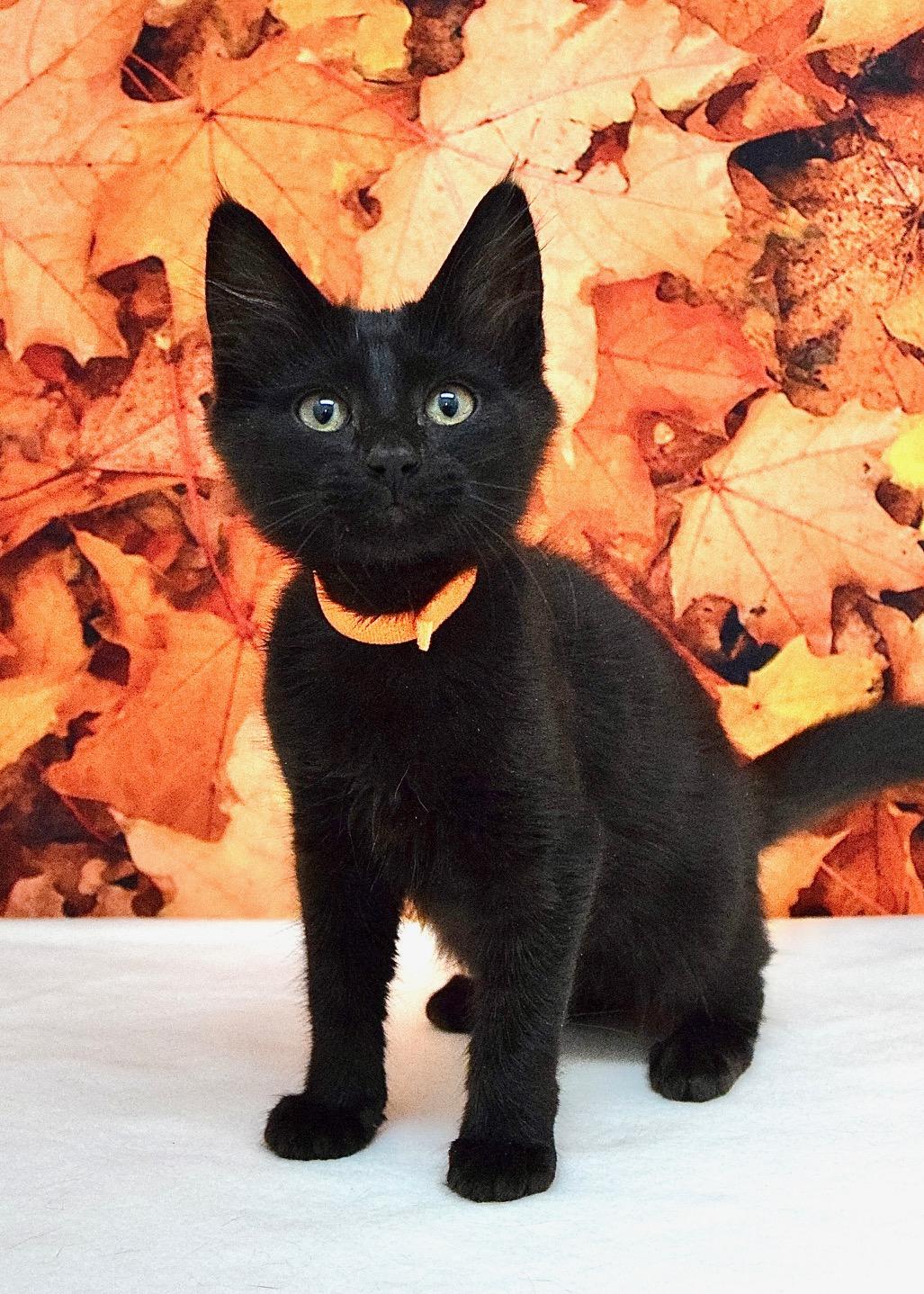 Laurel, Adoptable, Kitten Female Domestic Short Hair.