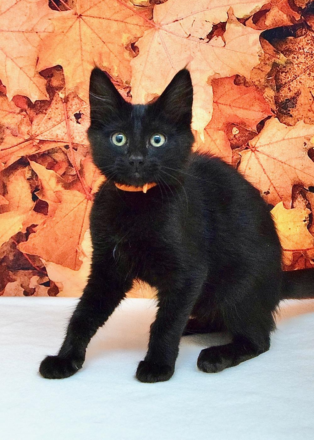Enlarge Laurel, a Adoptable Domestic Short Hair in Dublin, CA image 2/2