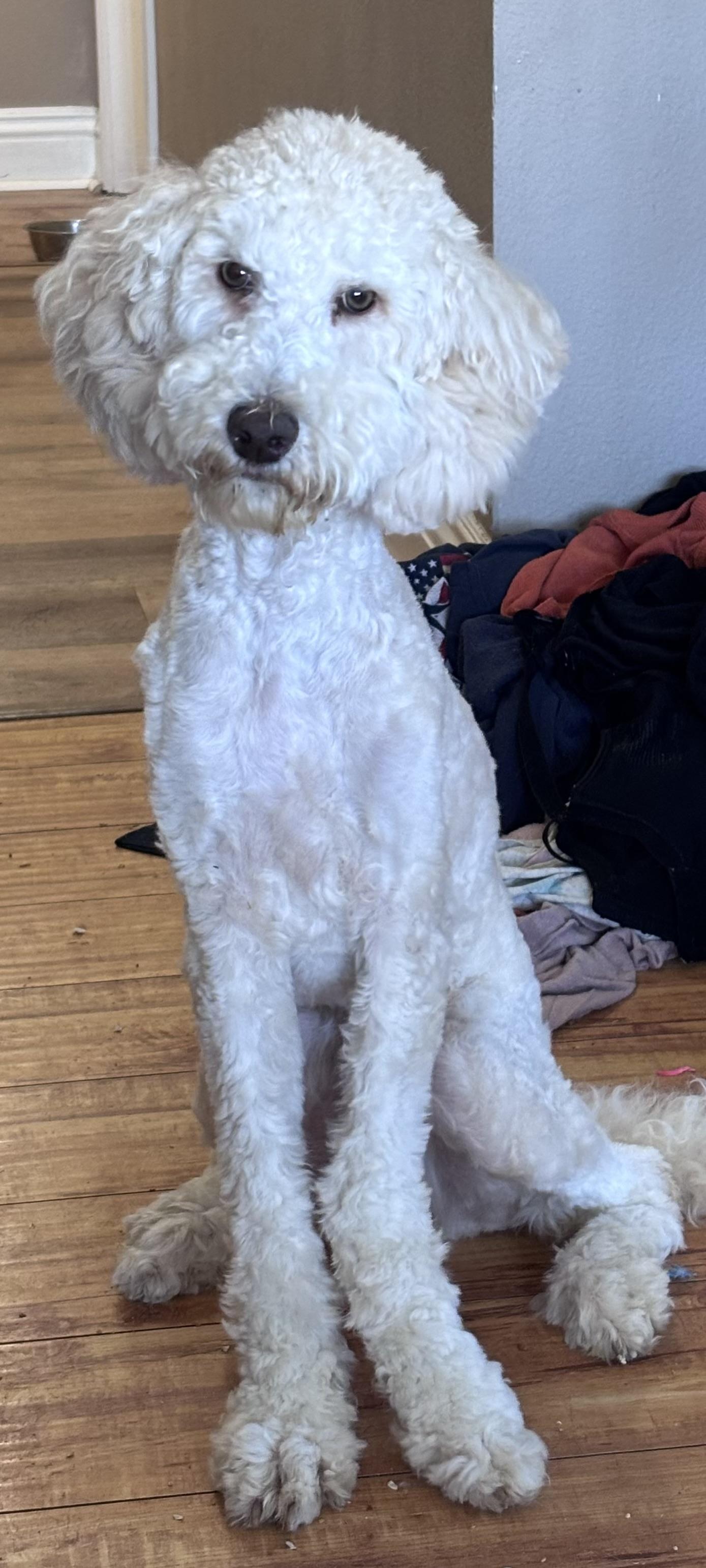 Poppy, ADOPTABLE, Young Female Goldendoodle.