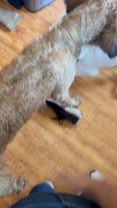 Enlarge Poppy, a ADOPTABLE Goldendoodle in Corona, CA video 2/2