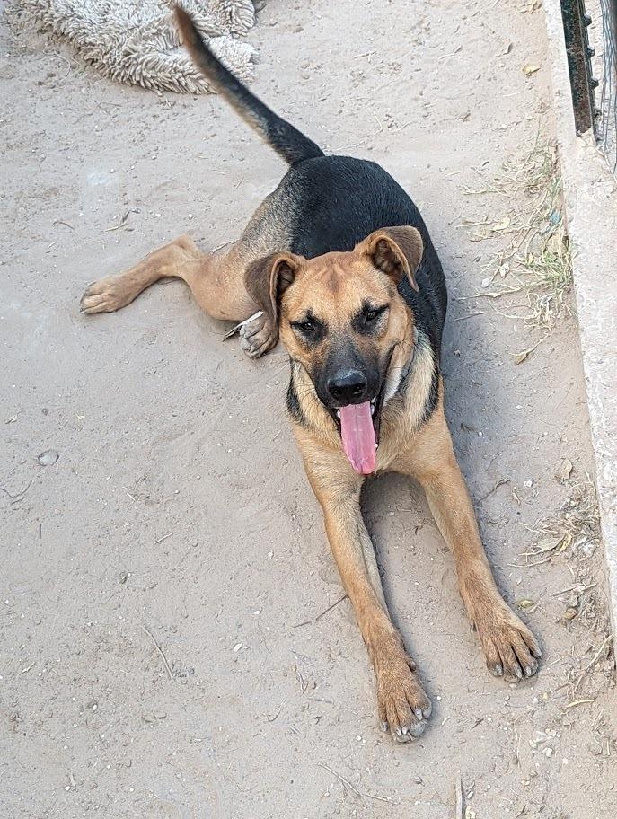 Pupsicle, a Adoptable mixed breed in Mission, TX image 4/5