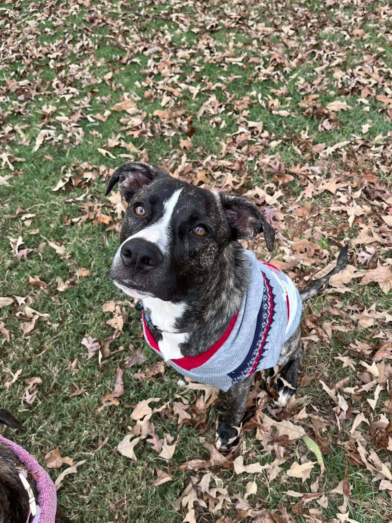 Emil, Adoptable, Young Male American Staffordshire Terrier & German Shepherd Dog.