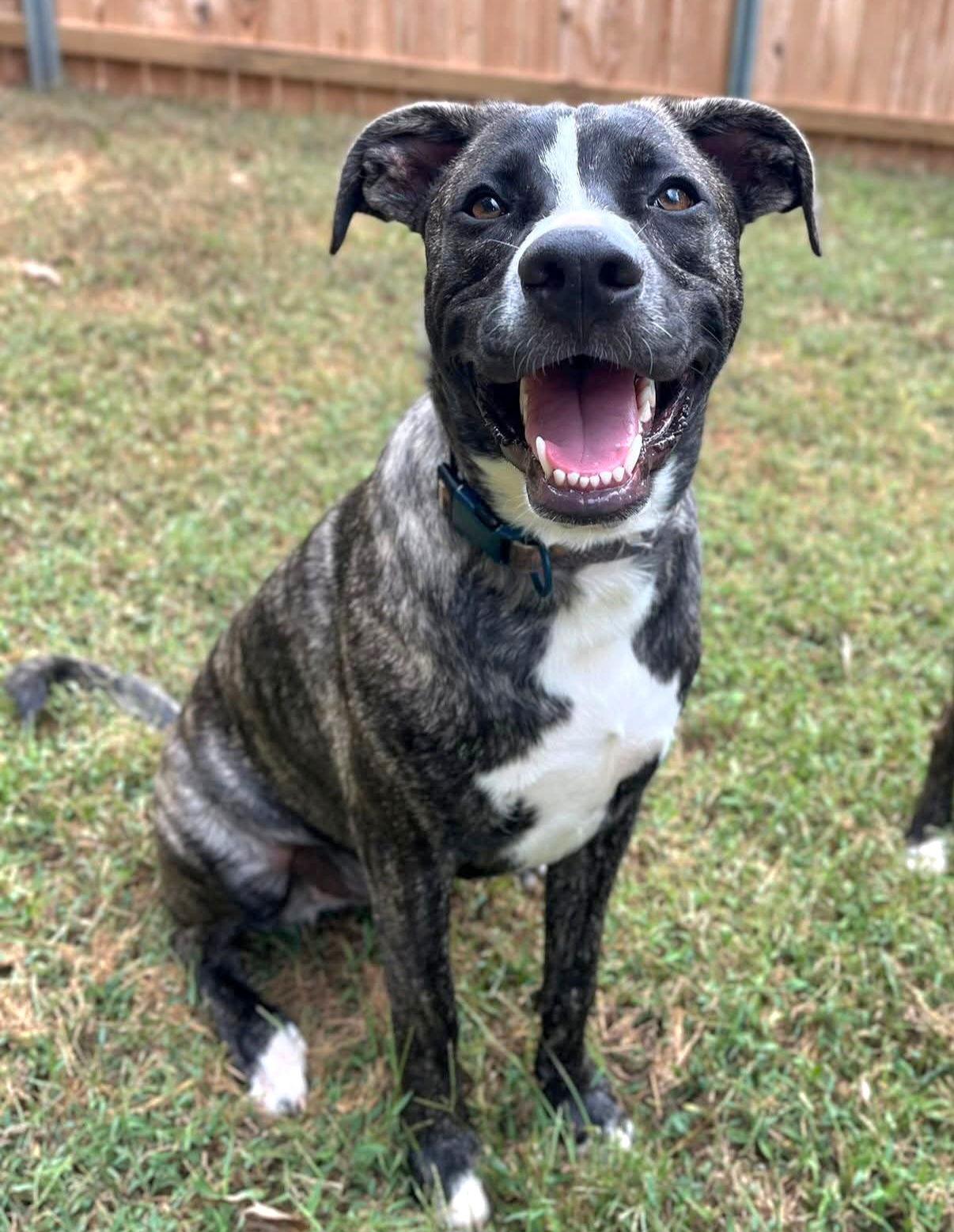 Enlarge Emil, a Adoptable mixed breed in Locust Grove, GA image 2/3