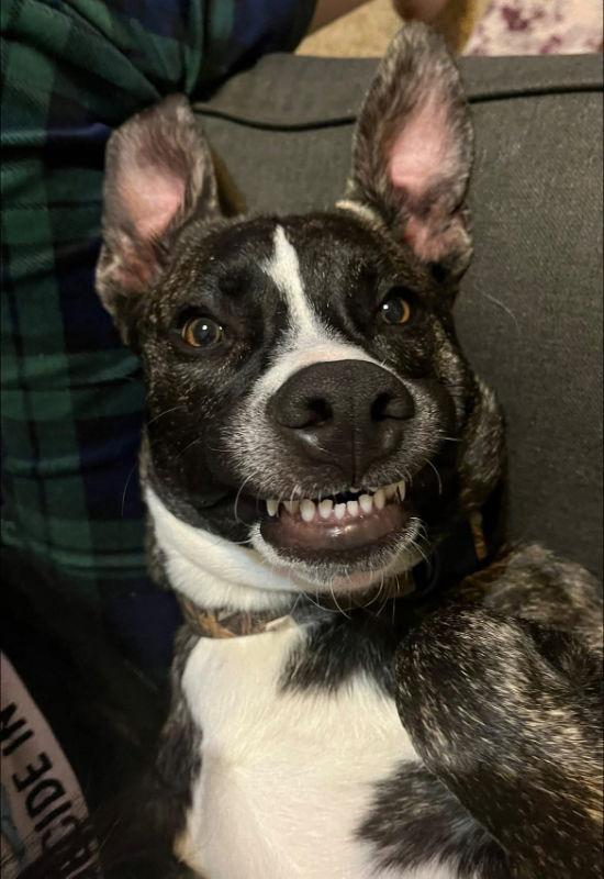 Enlarge Emil, a Adoptable mixed breed in Locust Grove, GA image 3/3